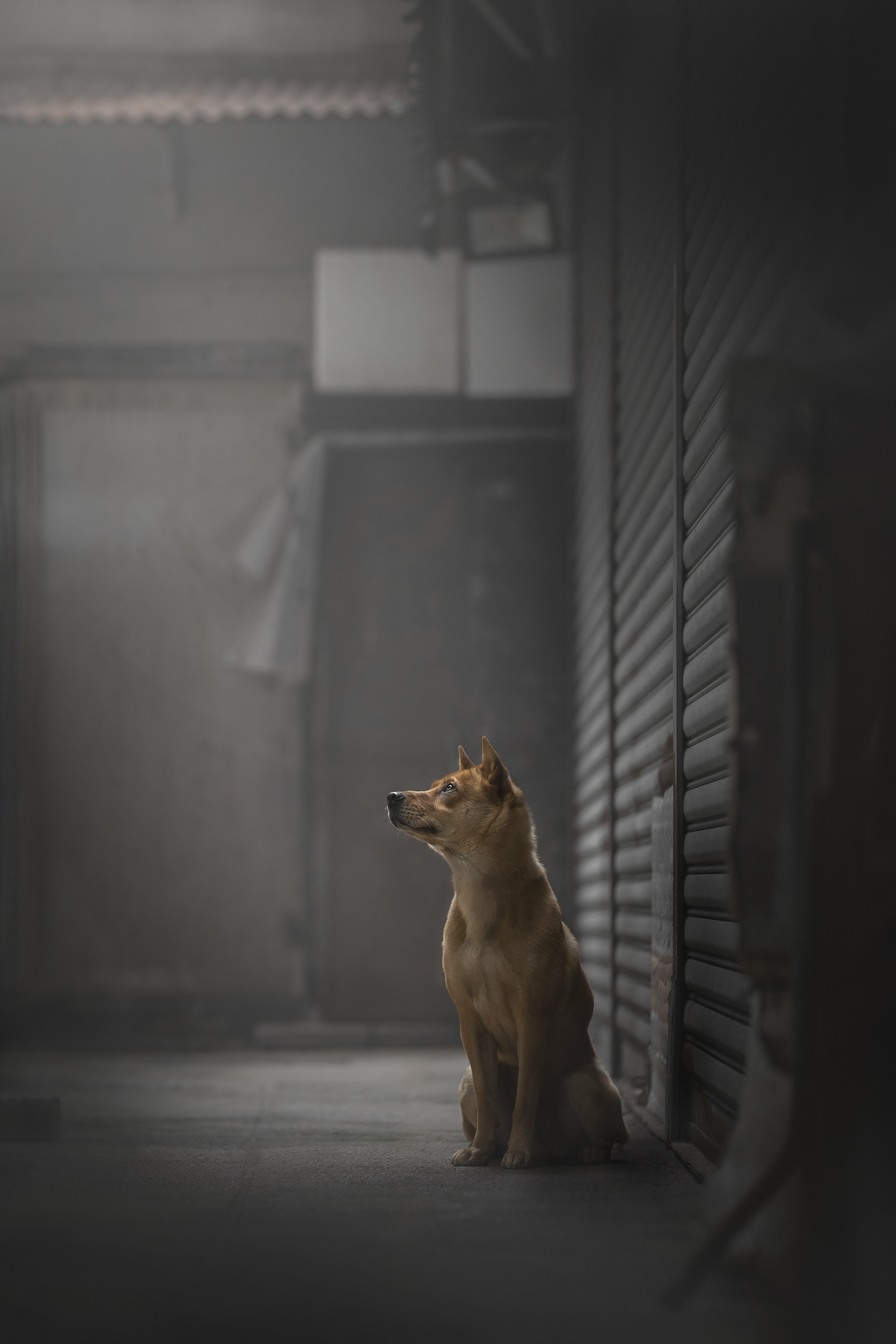 Silver Lining won Adamson an award in a photo competition hosted by the British Institute of Professional Photography. Photo: courtesy of Hounds of Hong Kong