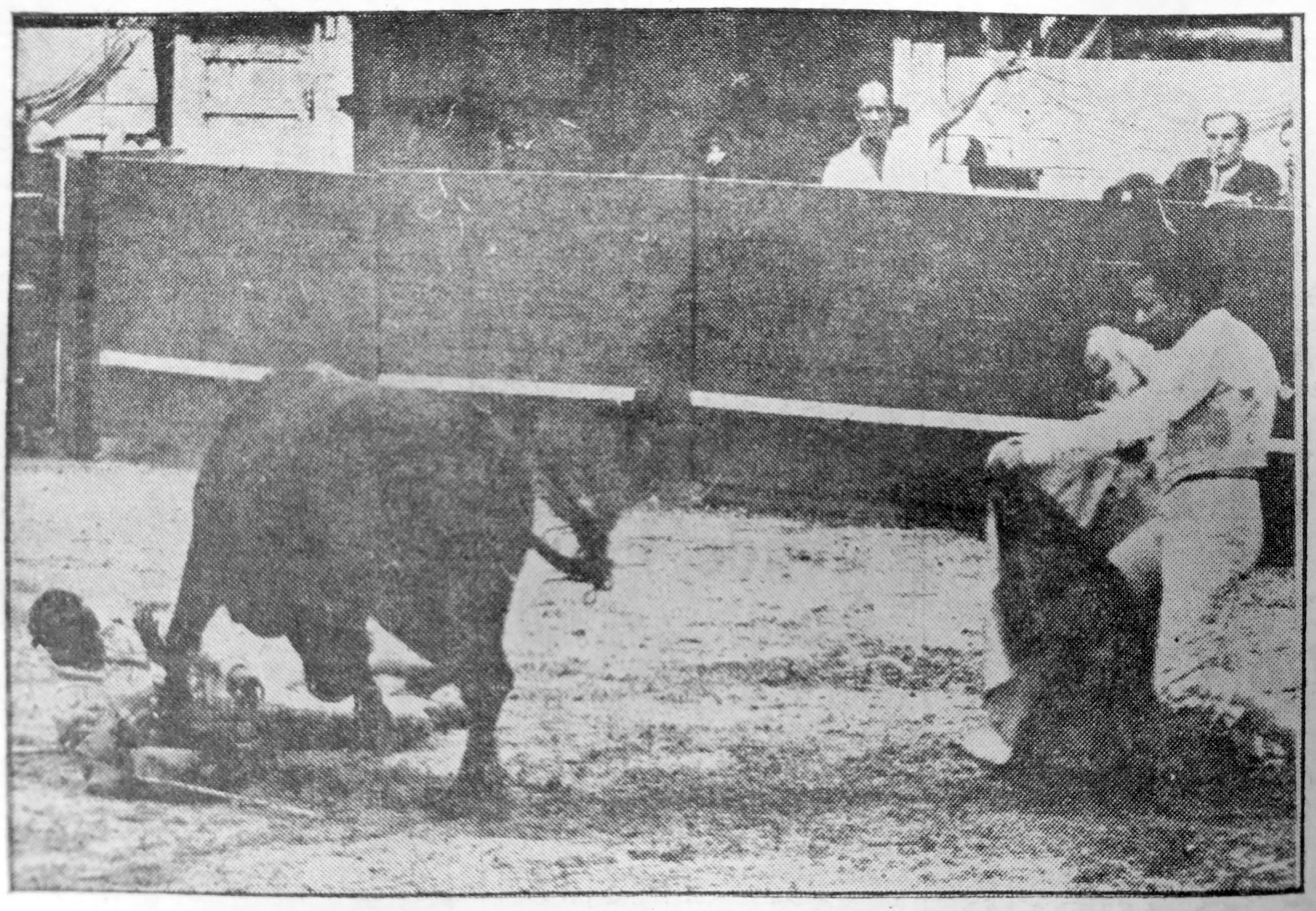 Matador Ricardo Chibanga (left) slips and falls in the path of the bull, while an anxious assistant rushes in to help during the first bullfight in Macau.