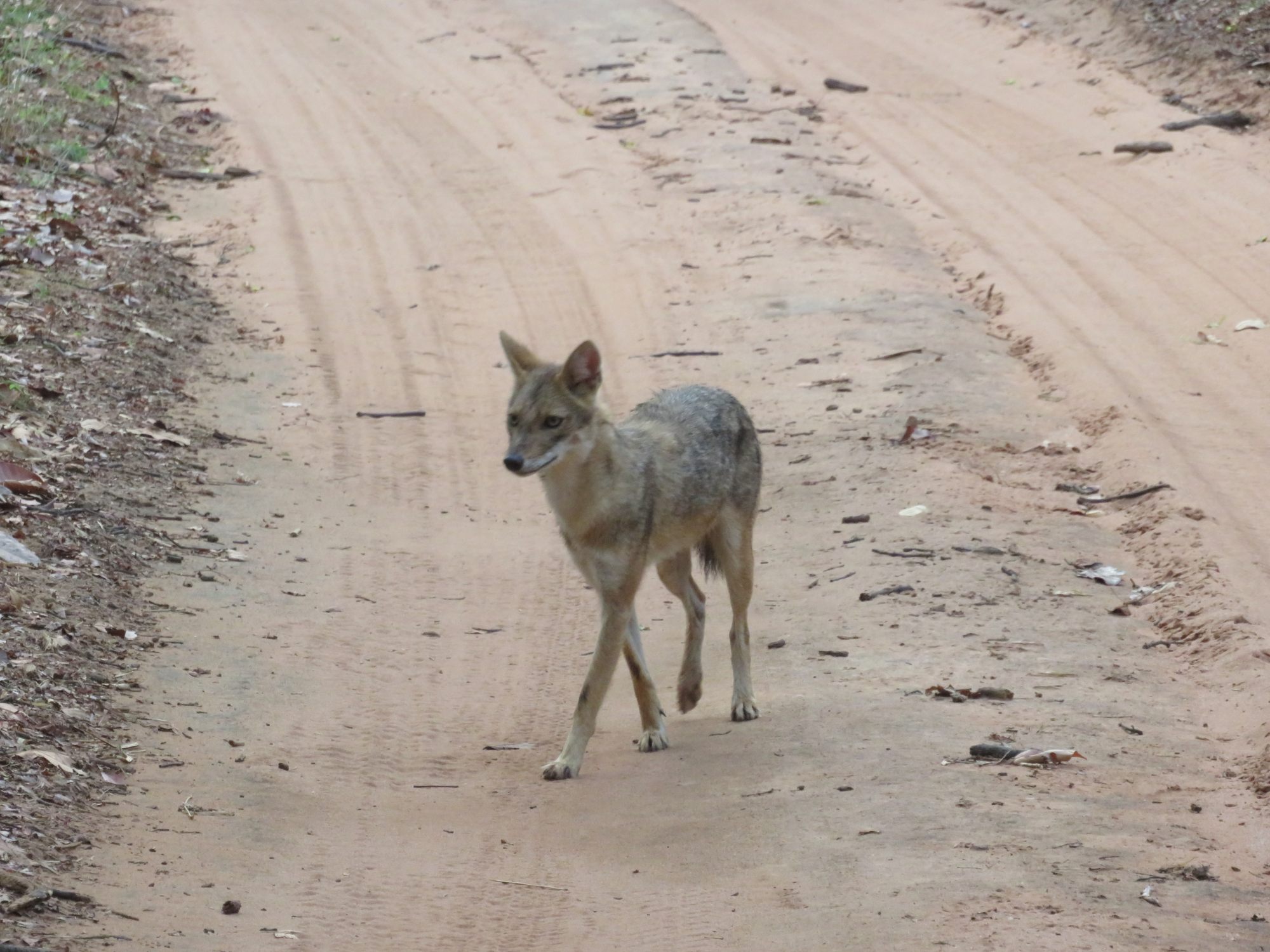 A jackal in Bandhavgarh National Park. Photo: Tamara Hinson