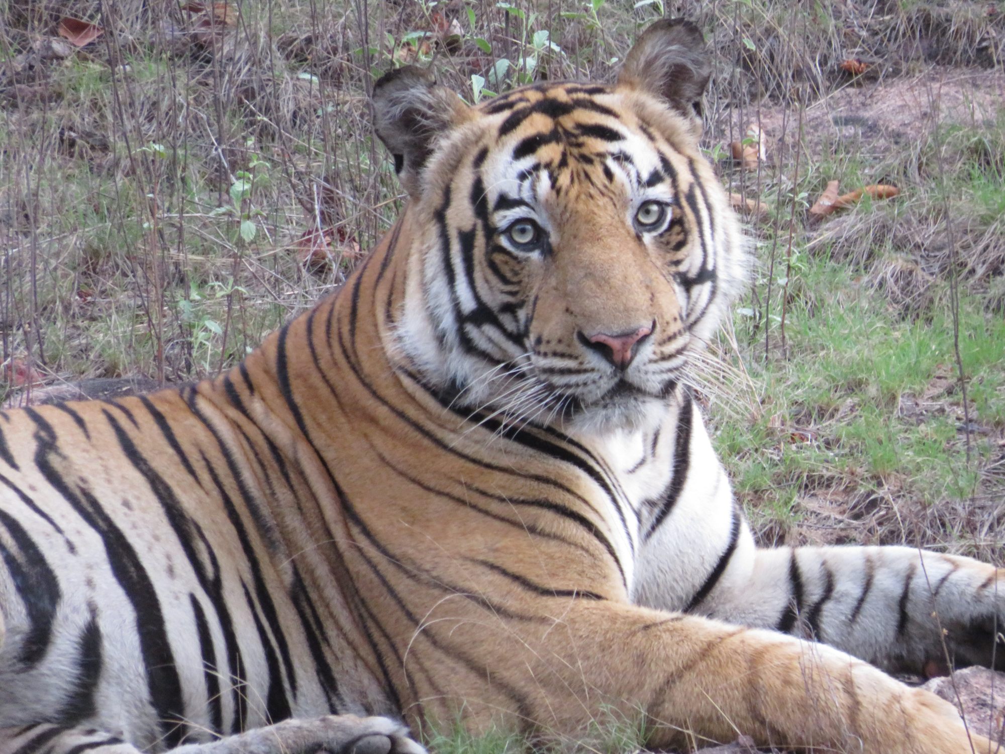 Where To See Bengal Tigers in the Wild