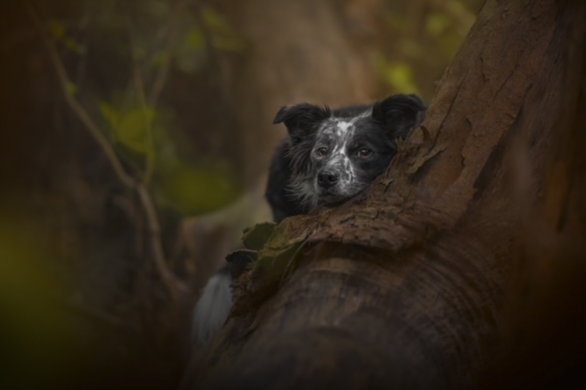 Scout, the older of Adamson’s dogs. Photo: courtesy of Hounds of Hong Kong