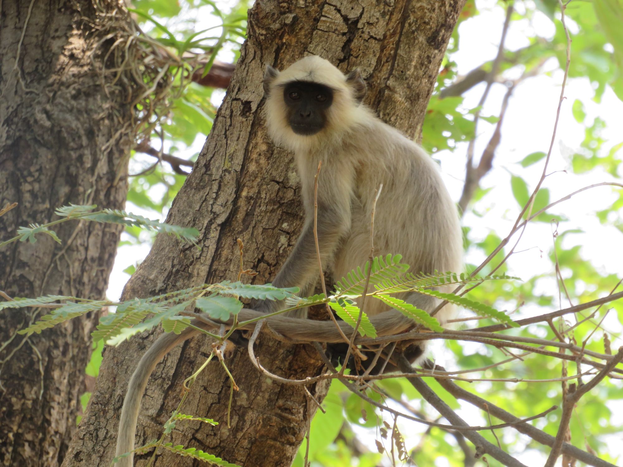 A langur monkey in Bandhavgarh National Park. Photo: Tamara Hinson