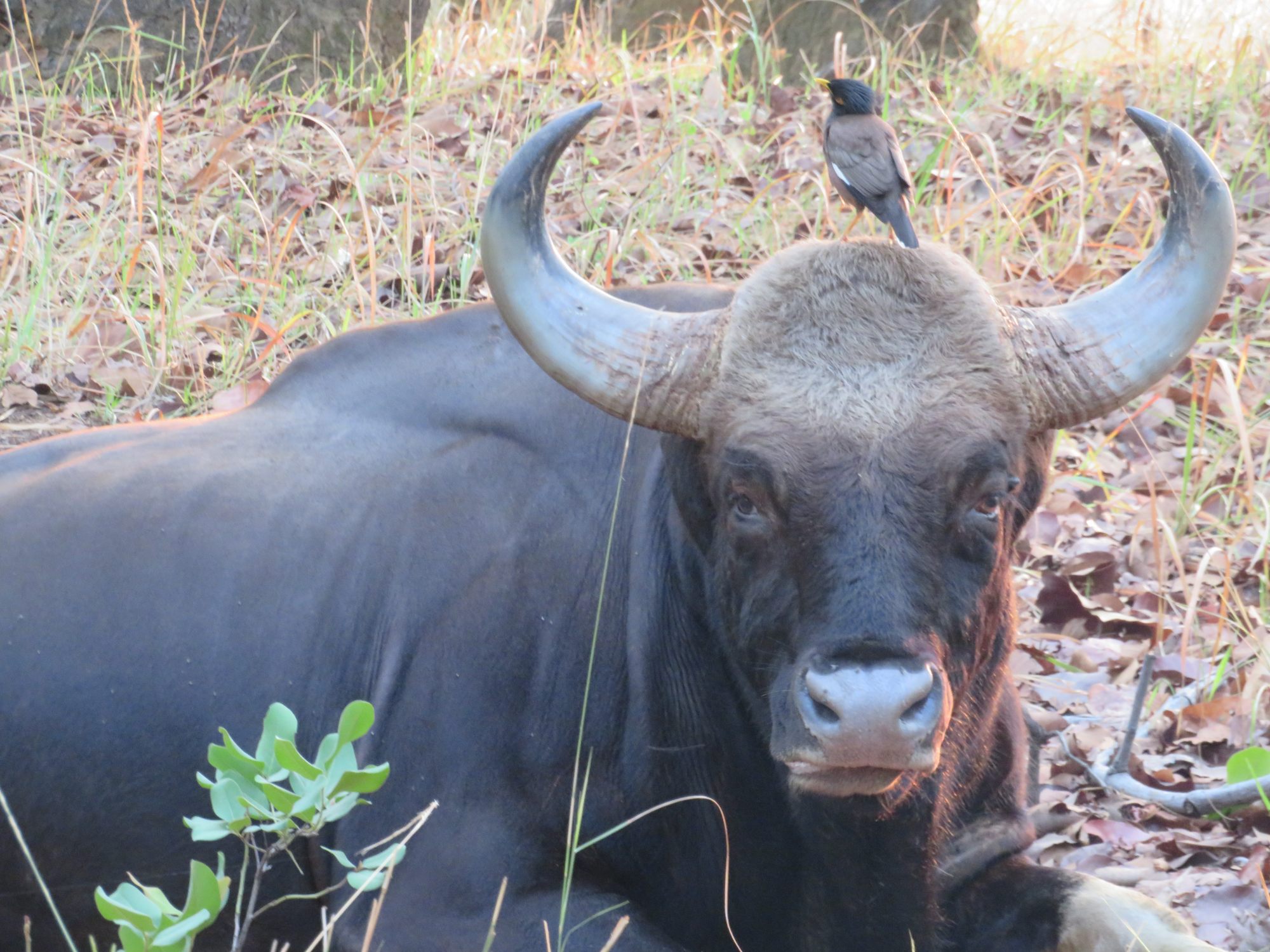 An Indian buffalo in Bandhavgarh National Park. Photo: Tamara Hinson