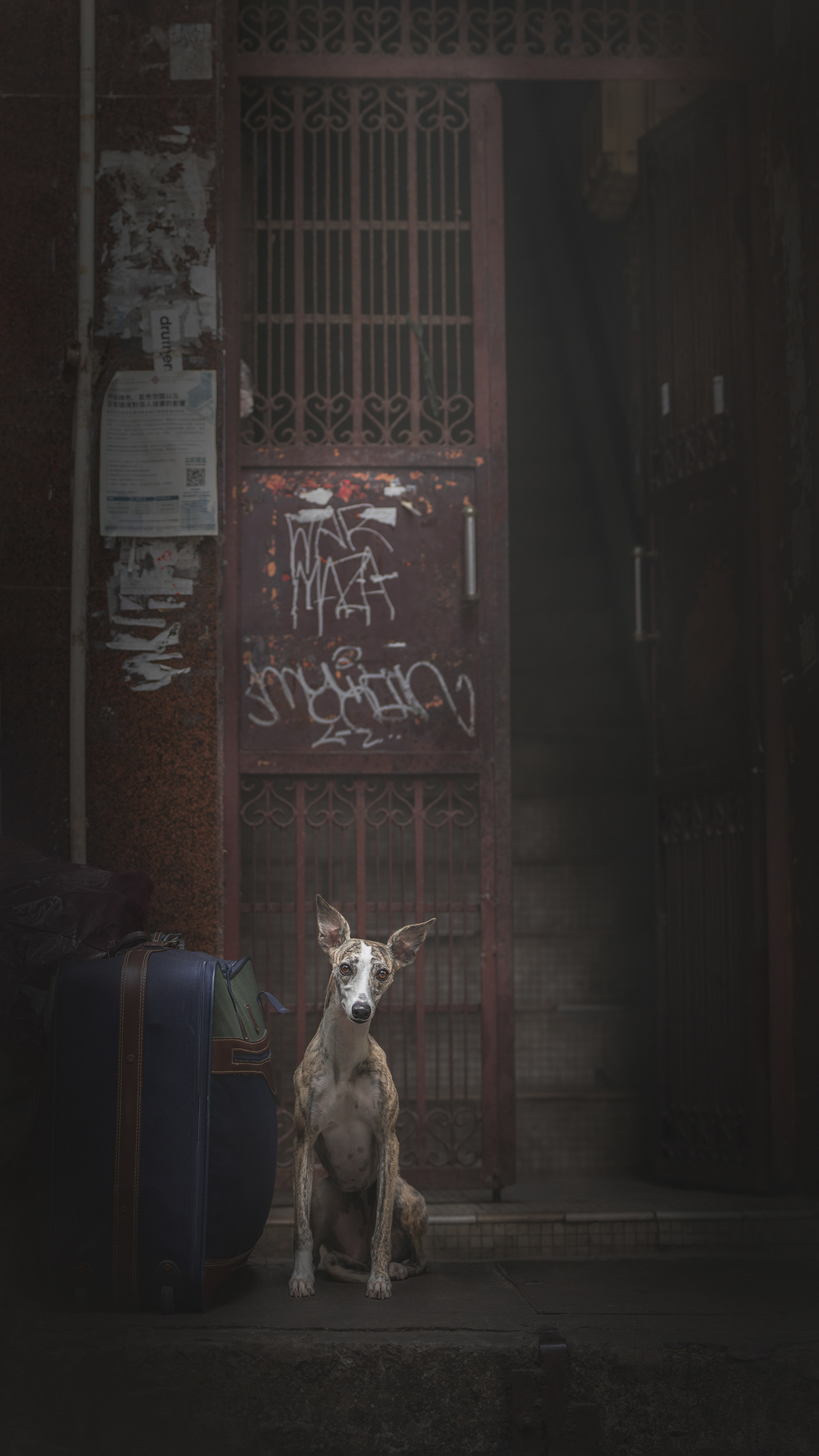 Adamson’s whippet, Oats. Photo: courtesy of Hounds of Hong Kong