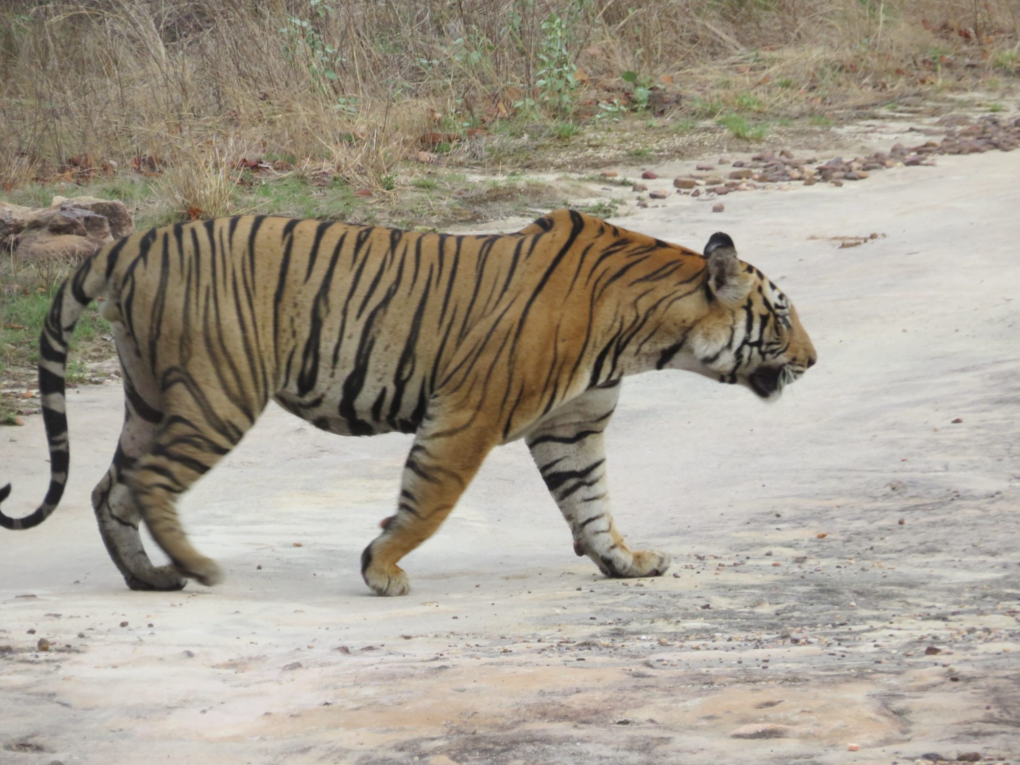A Bengal tiger strutting along a dry riverbed in Bandhavgarh National Park. Photo: Tamara Hinson