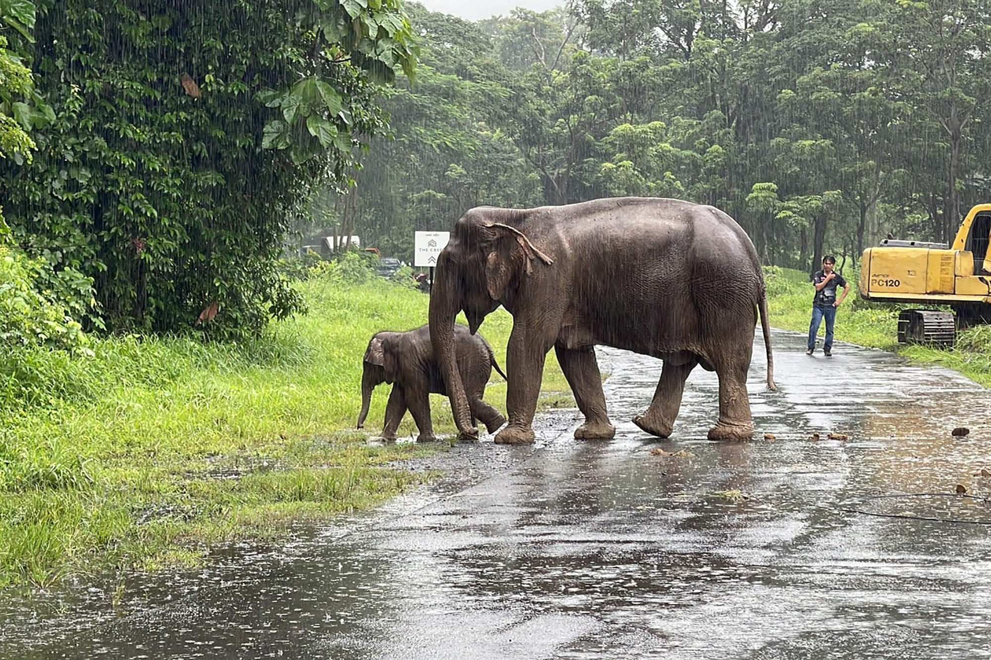 Asian elephants have been coming into increased contact with humans in southwestern China in recent years. Photo: AFP