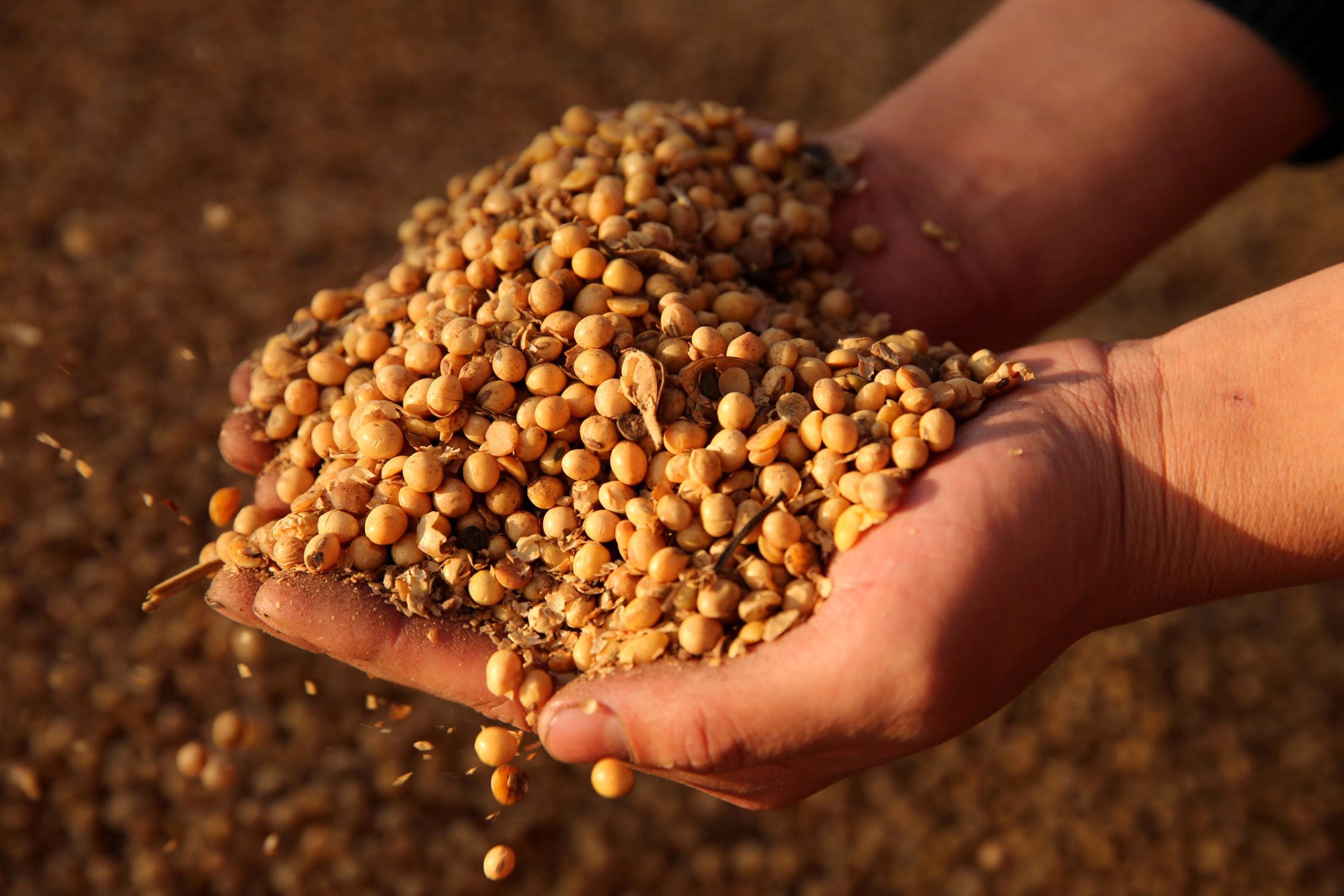 China imports more soybean than any other country. Photo: Reuters