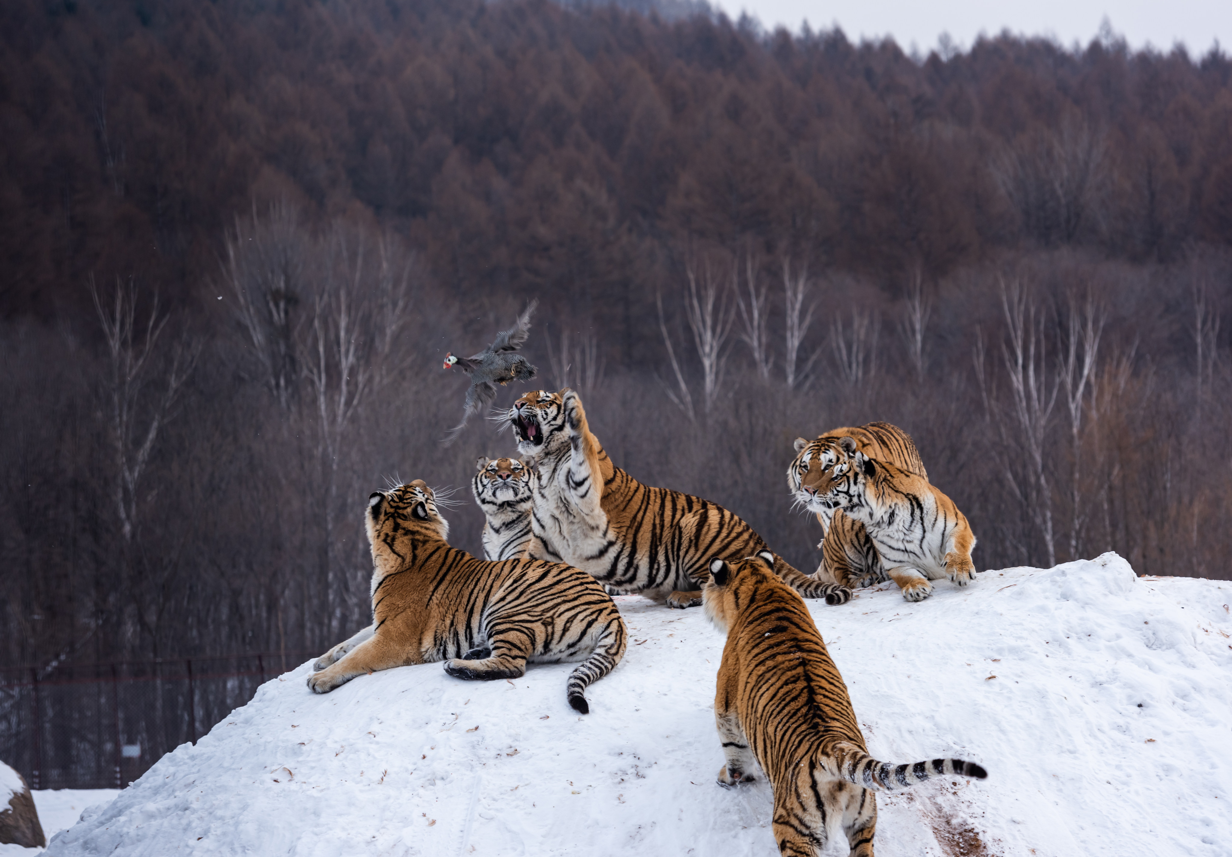 A team of scientists believe they have identified a lineage of tigers that never evolved into modern species. Photo: Getty Images
