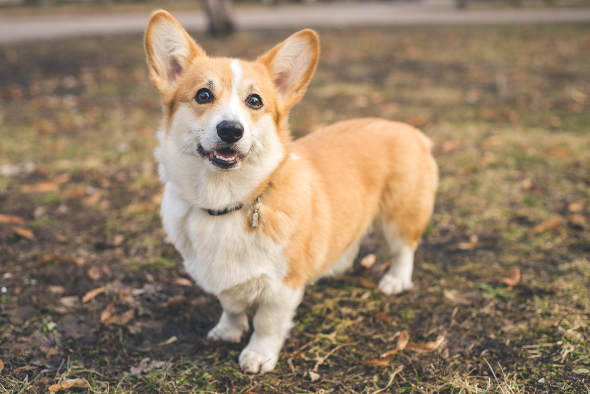 The woman said she had bought and raised the dog, while the man said he took it for walks and considered it his child. Photo: Shutterstock