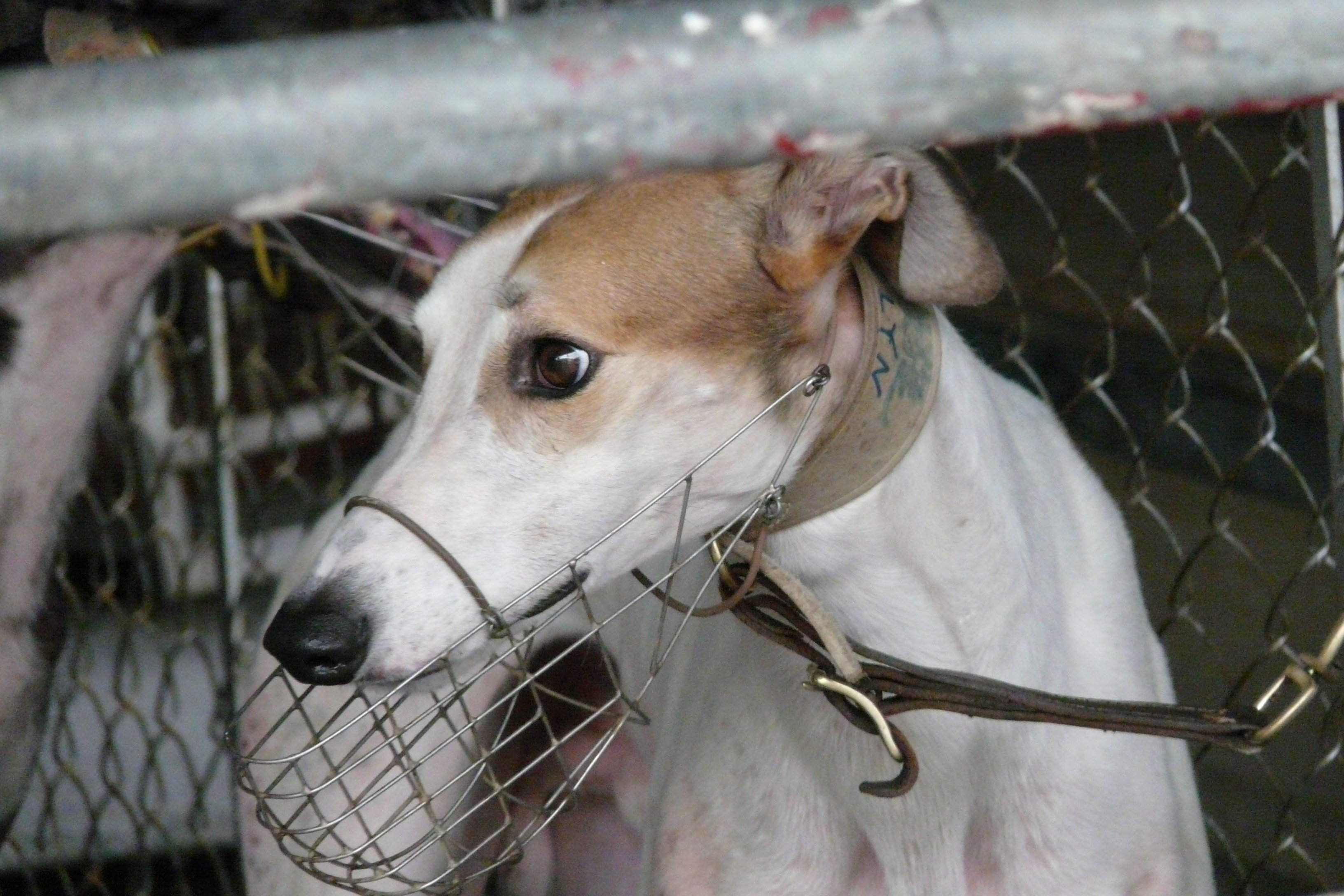 Charmaine Settle’s iconic picture of Brooklyn at the Canidrome in Macau that sparked a global campaign. Photo: GREY2K USA/Red Door News