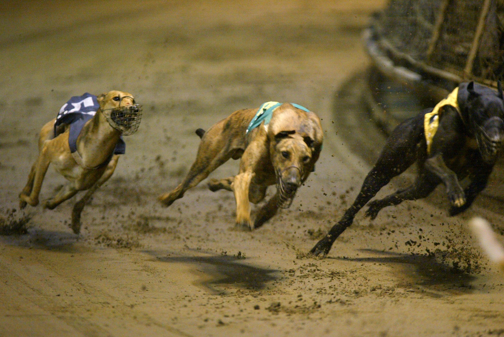 is the greyhound legal in laos