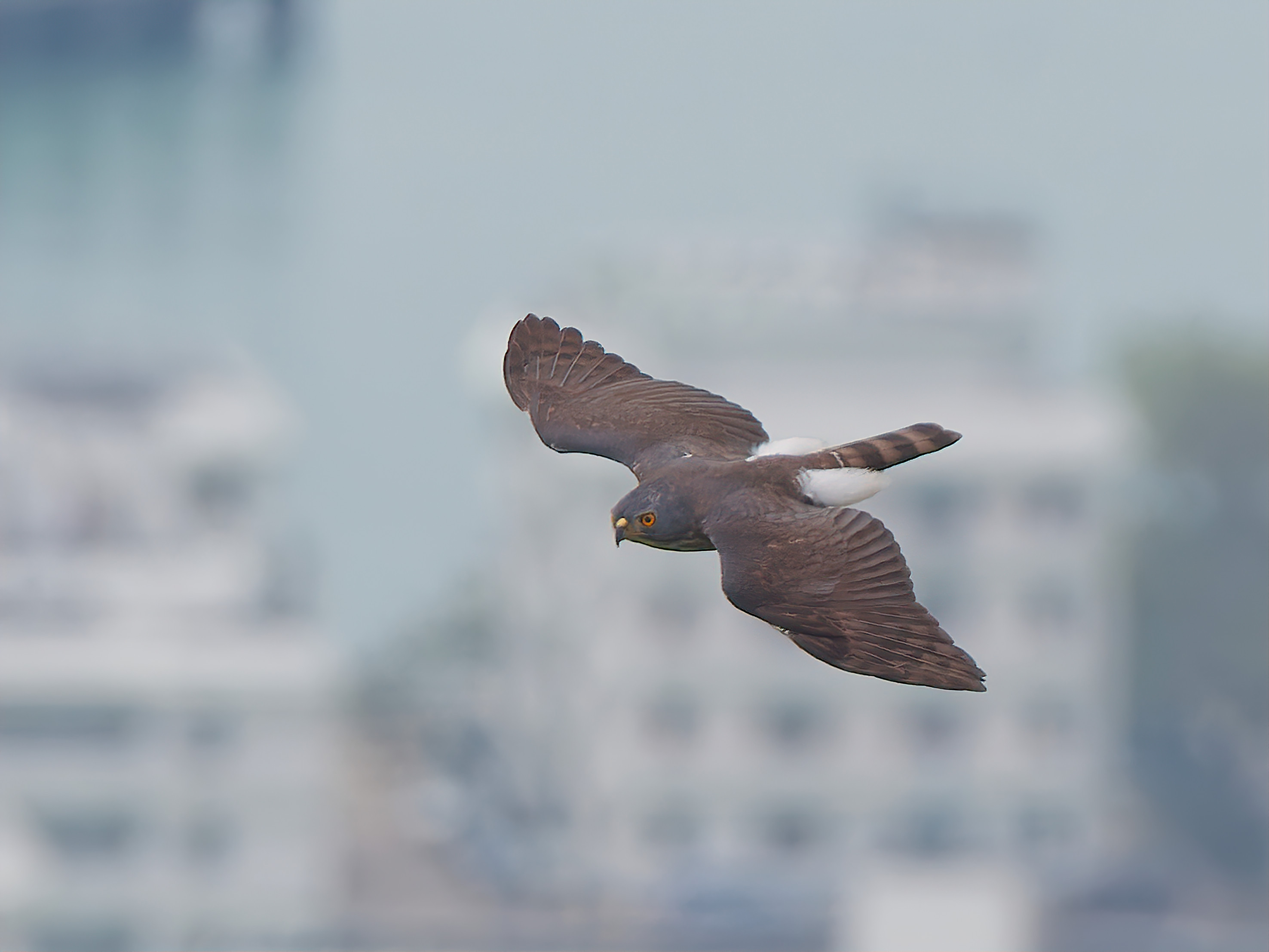 A crested Chinese sparrowhawk aiming to breed in the area above Shek Pik Prison on Lantau Island. As unlikely birds of prey grace Hong Kong during their spring migration, a birdwatcher learns the reason is a mix of survival strategy and strong wind. Photo: Martin Williams