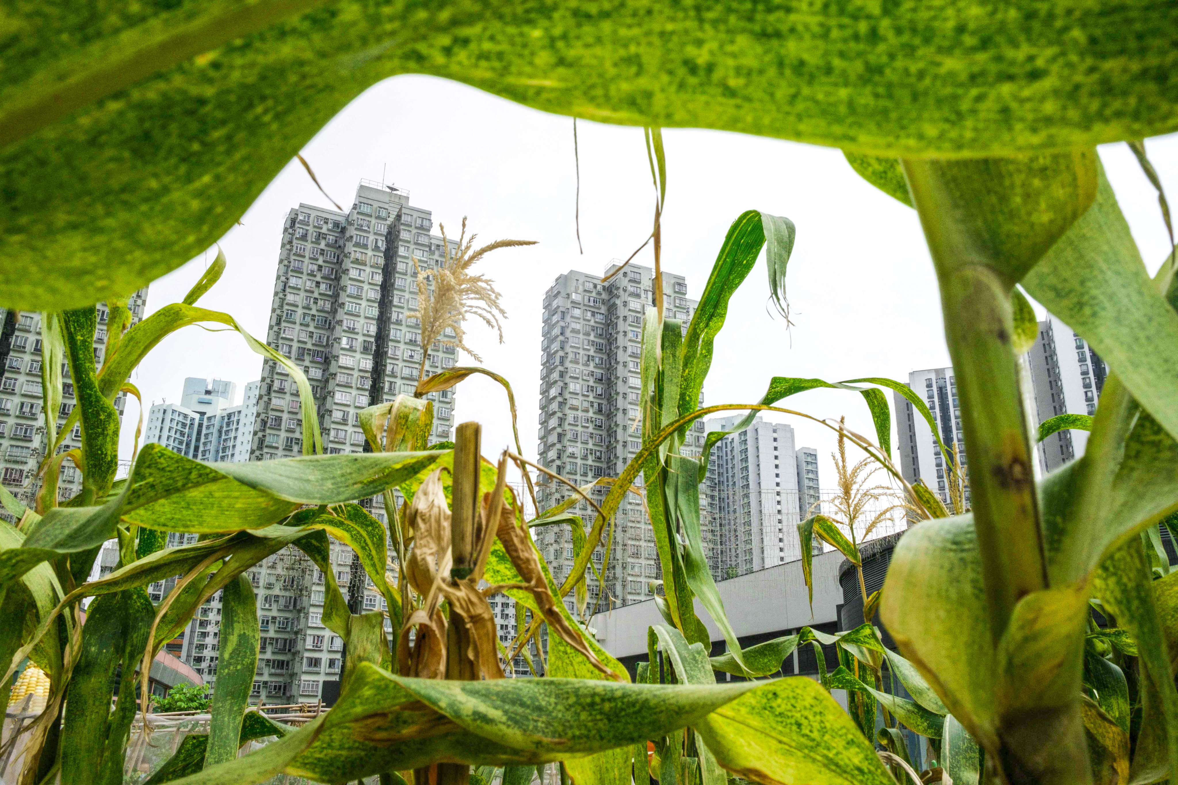 The viable space for rooftop farming in Hong Kong is not far short of the 7 million sq m of farmland in the city, the conference heard. Photo: AFP