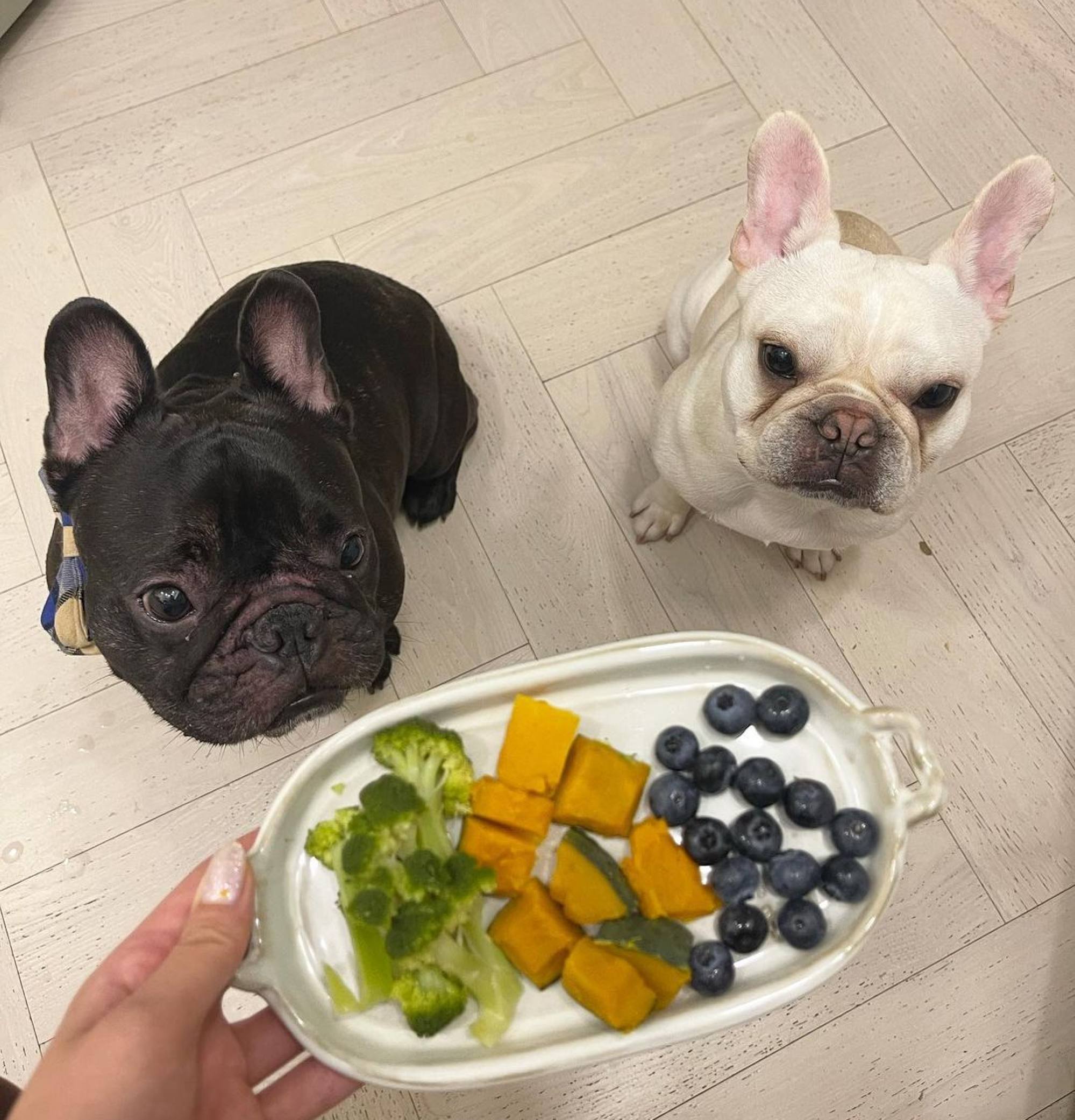 Irene Kim’s two Frenchies Bowie and Biggie play a big part in her everyday life. Photo: @ireneisgood/Instagram