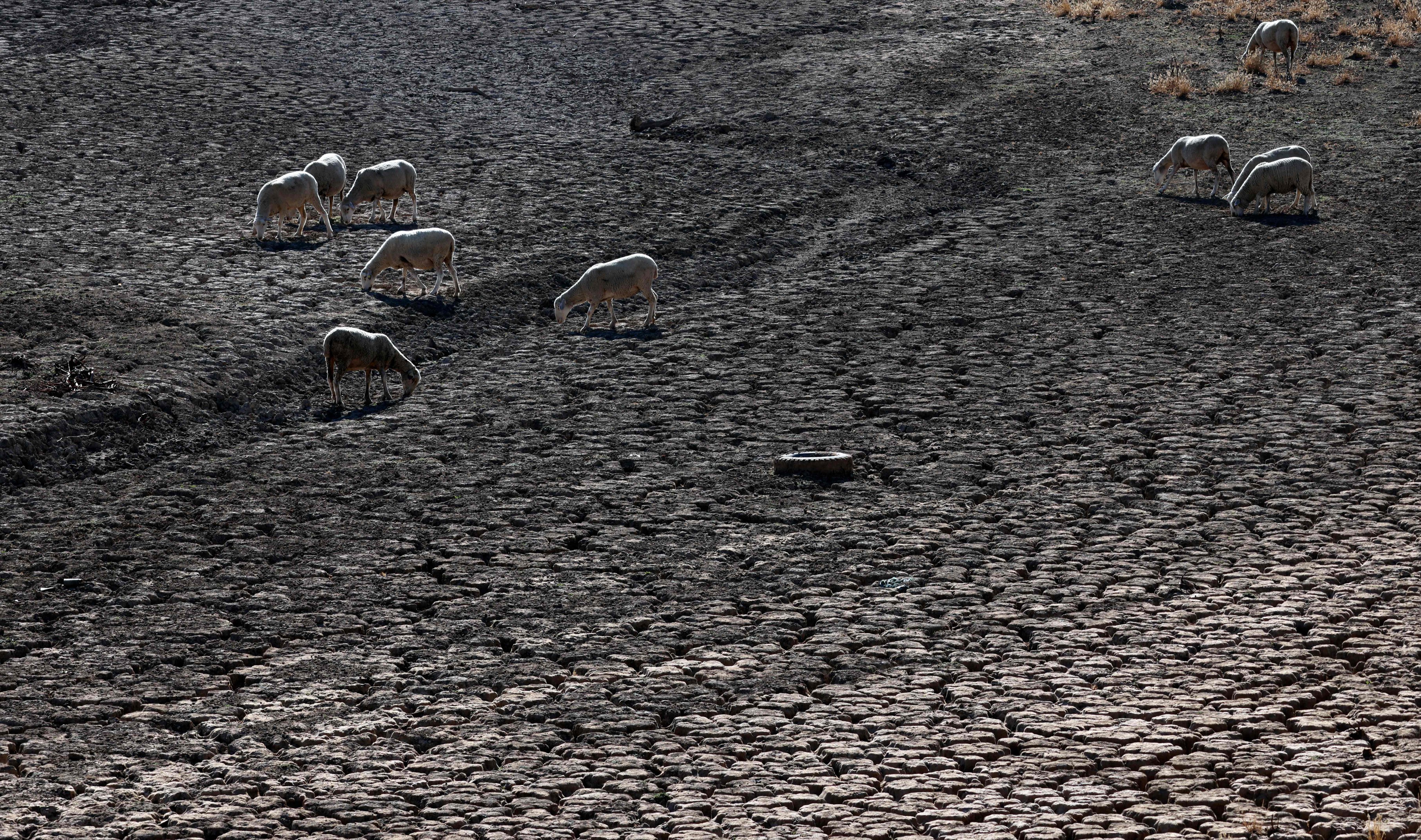 Sheep graze on the Guadiana River’s dry bed in Villarta de los Montes, in the central Spanish region of Extremadura on Tuesday. Scientists say human-induced climate change is making extreme weather, including heatwaves and droughts, more frequent and intense. Photo: AFP