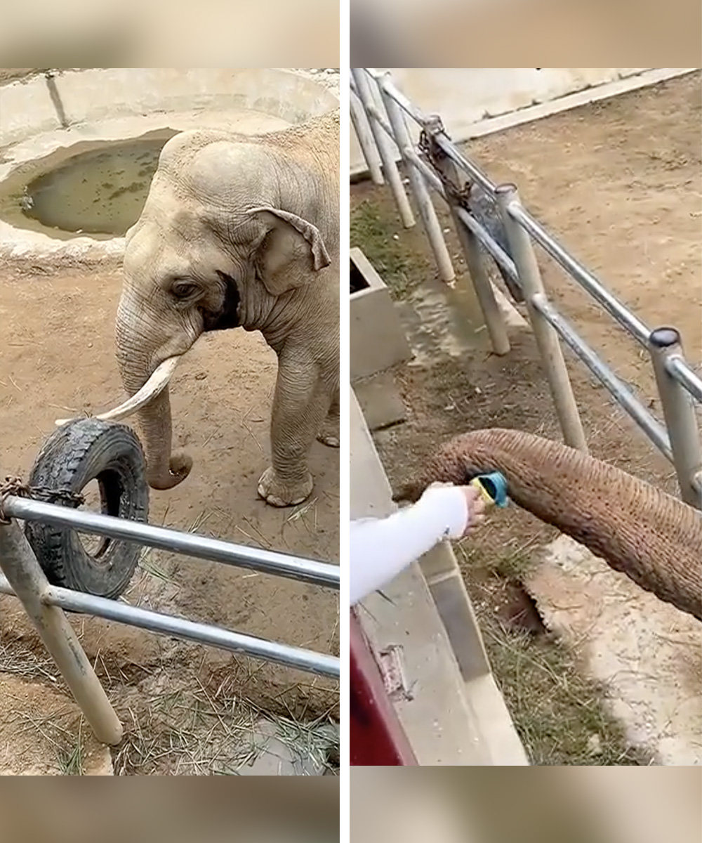 An elephant returned a shoe that a boy had dropped into his pen, delighting zoo visitors. Photo: SCMP composite
