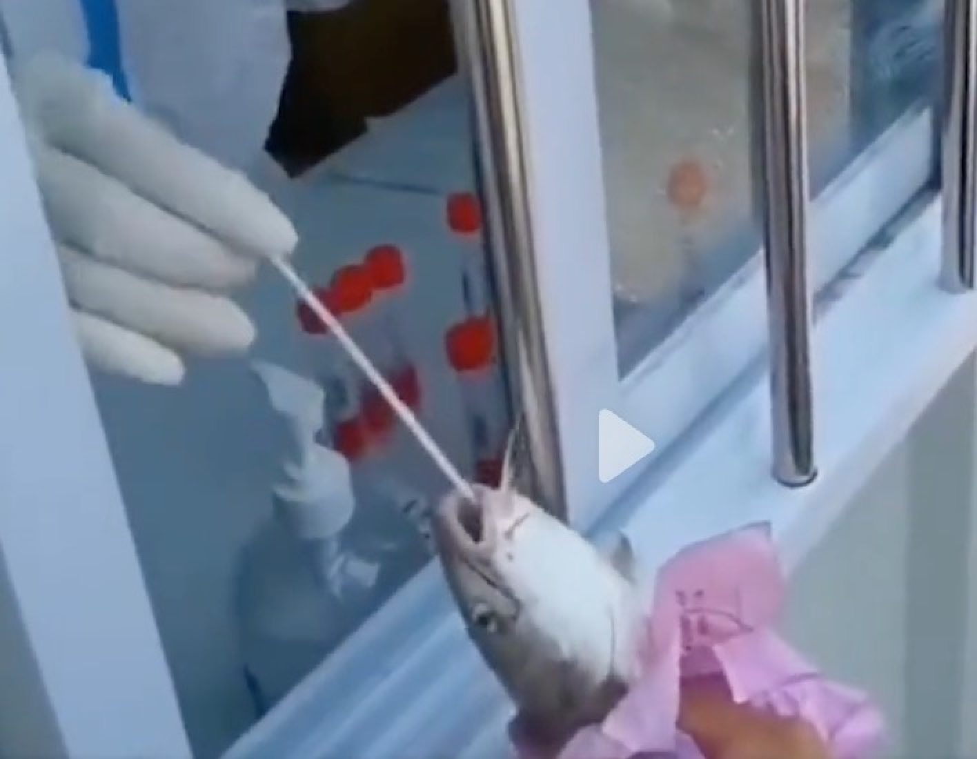 A video circulating online shows workers in white hazmat suits inserting a cotton bud into the mouth of a fish, and rubbing buds along the bodies of crabs and shrimps. Photo: Toutiao