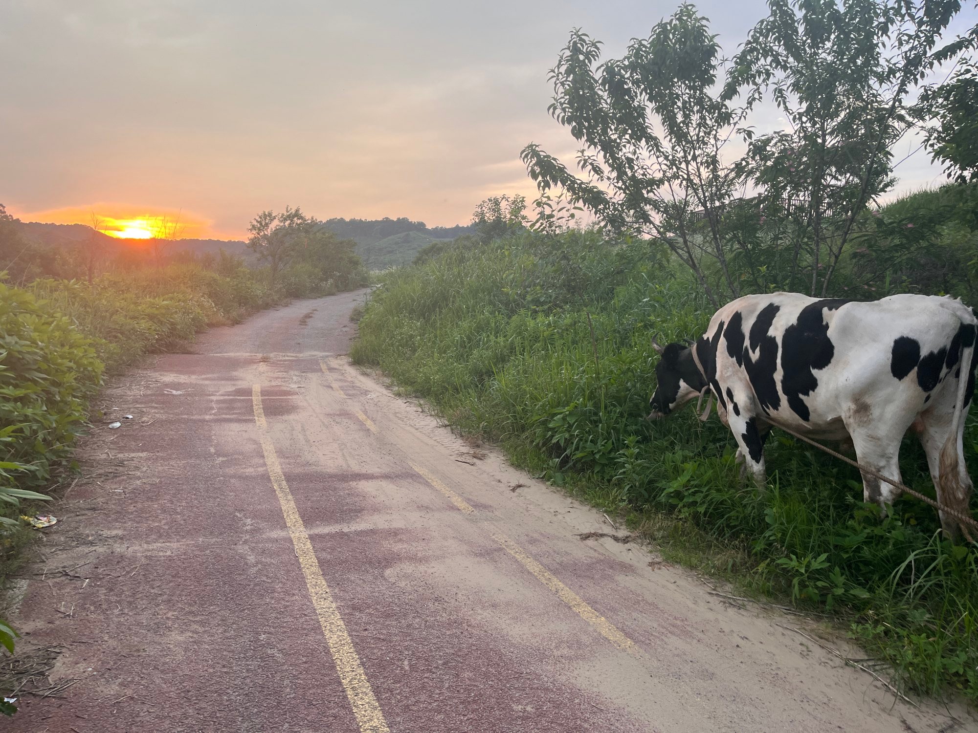 A wandering cow adjoins the Pyeonghwa Nuri-gil bike path. Photo: Matthew C. Crawford