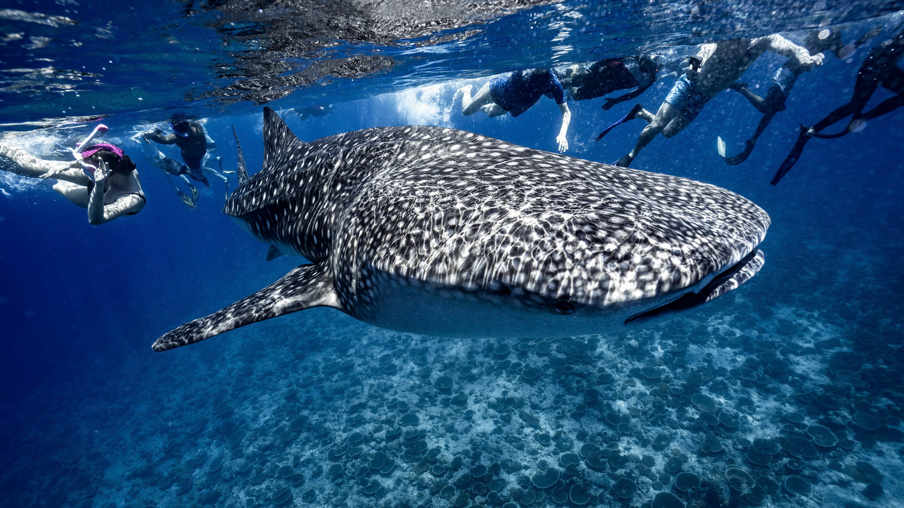 Pure chaos': how whale shark tourism in Maldives is out of control and puts  the magnificent creatures' lives at risk