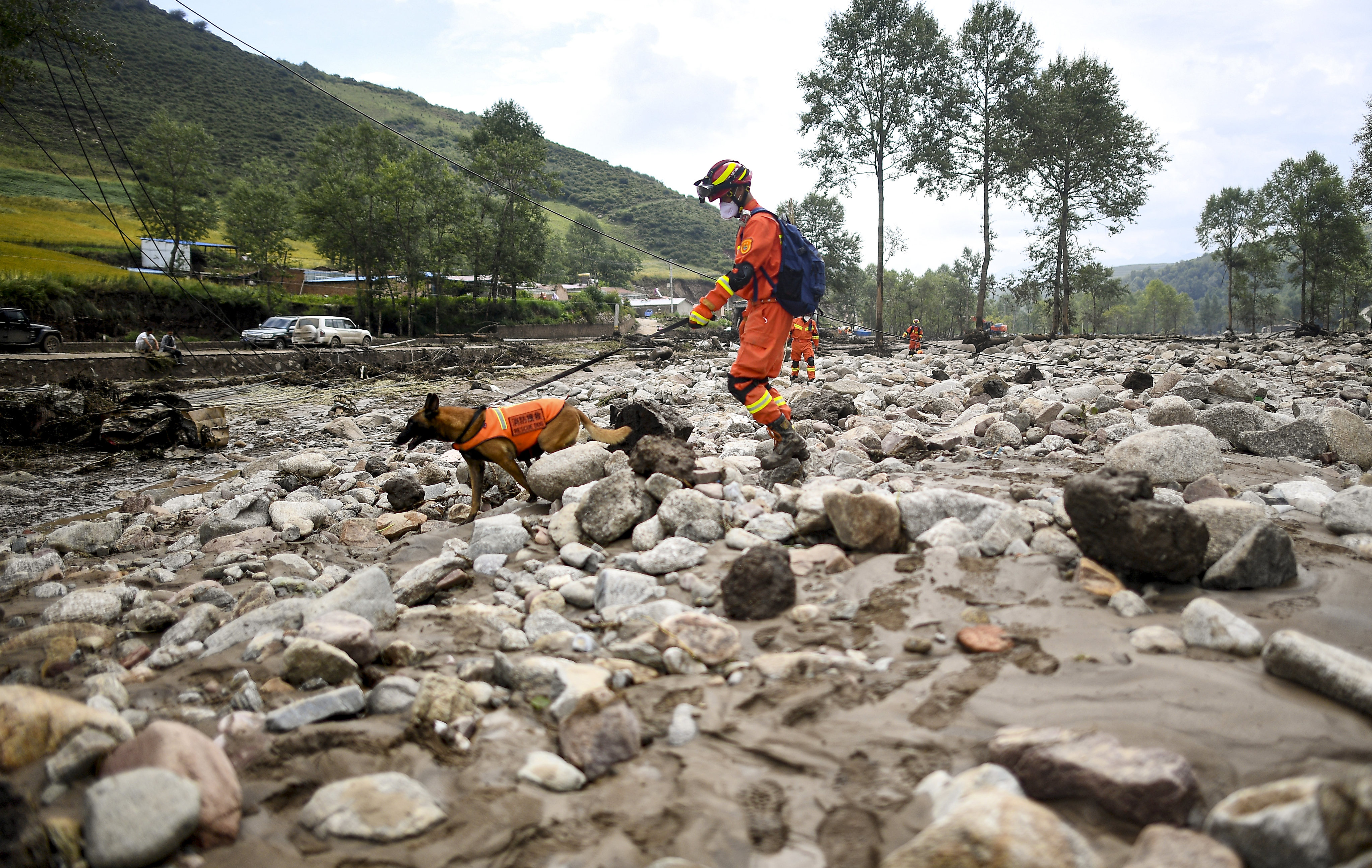 Rescue dogs join the relief work at a village in Datong county, Qinghai. Photo: Xinhua