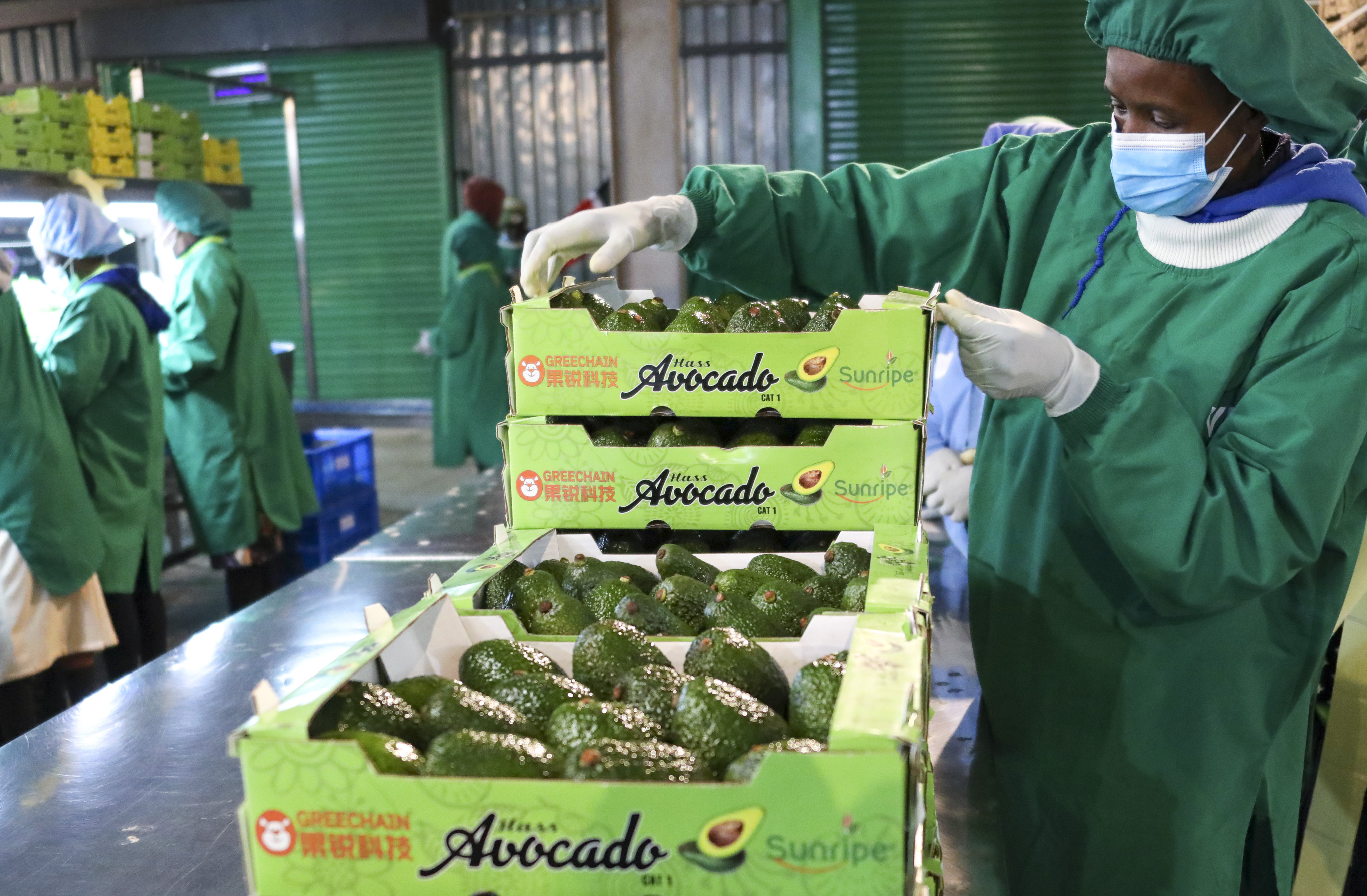 Kenya: al via spedizioni avocado fresco in Cina!