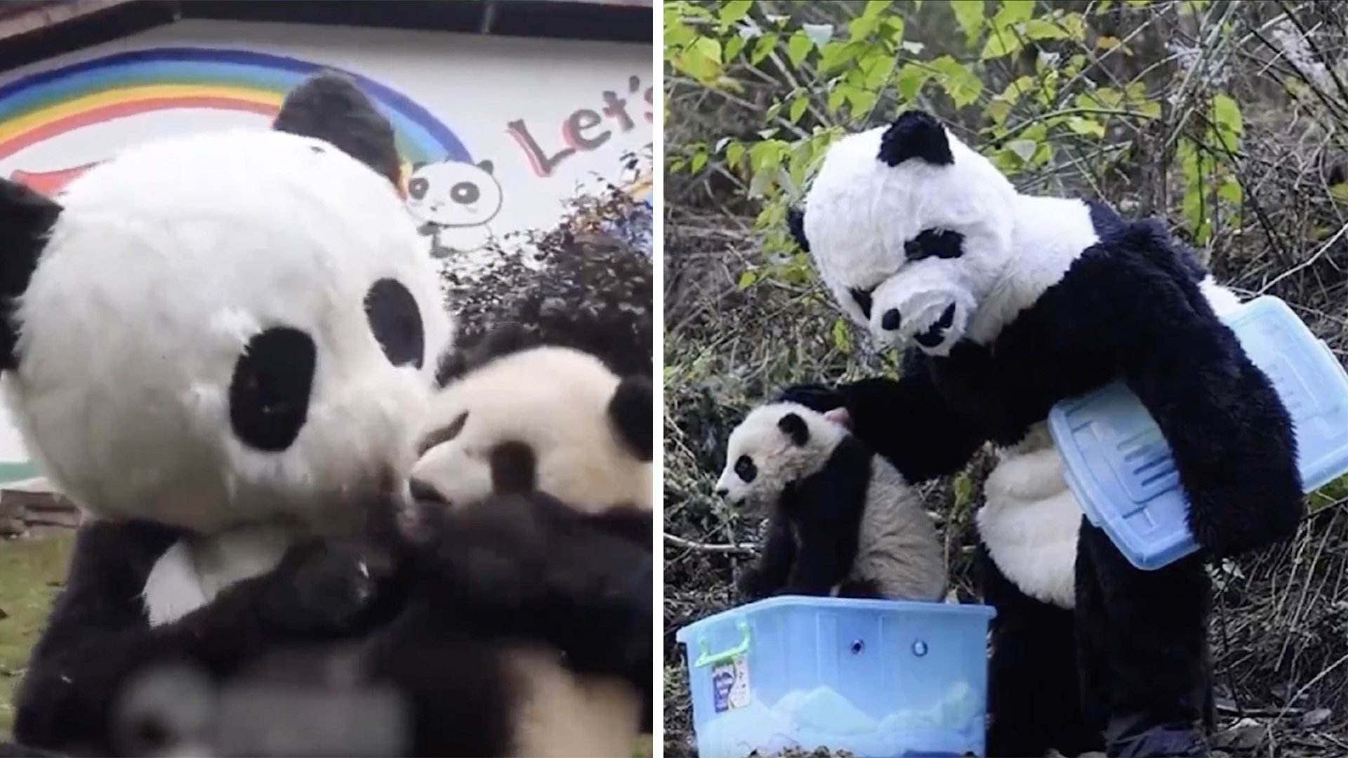 A bit weird': Chinese wildlife staff go viral for wearing panda