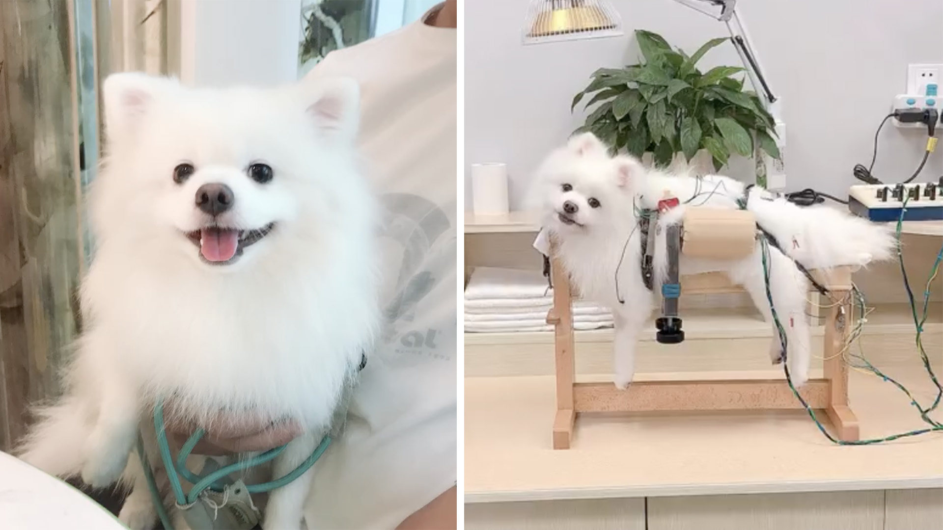 A woman refused to accept the diagnosis that nothing could be done for her sick dog and drove 1,400km to seek another opinion for her pet who is now improving. Photo: Weibo