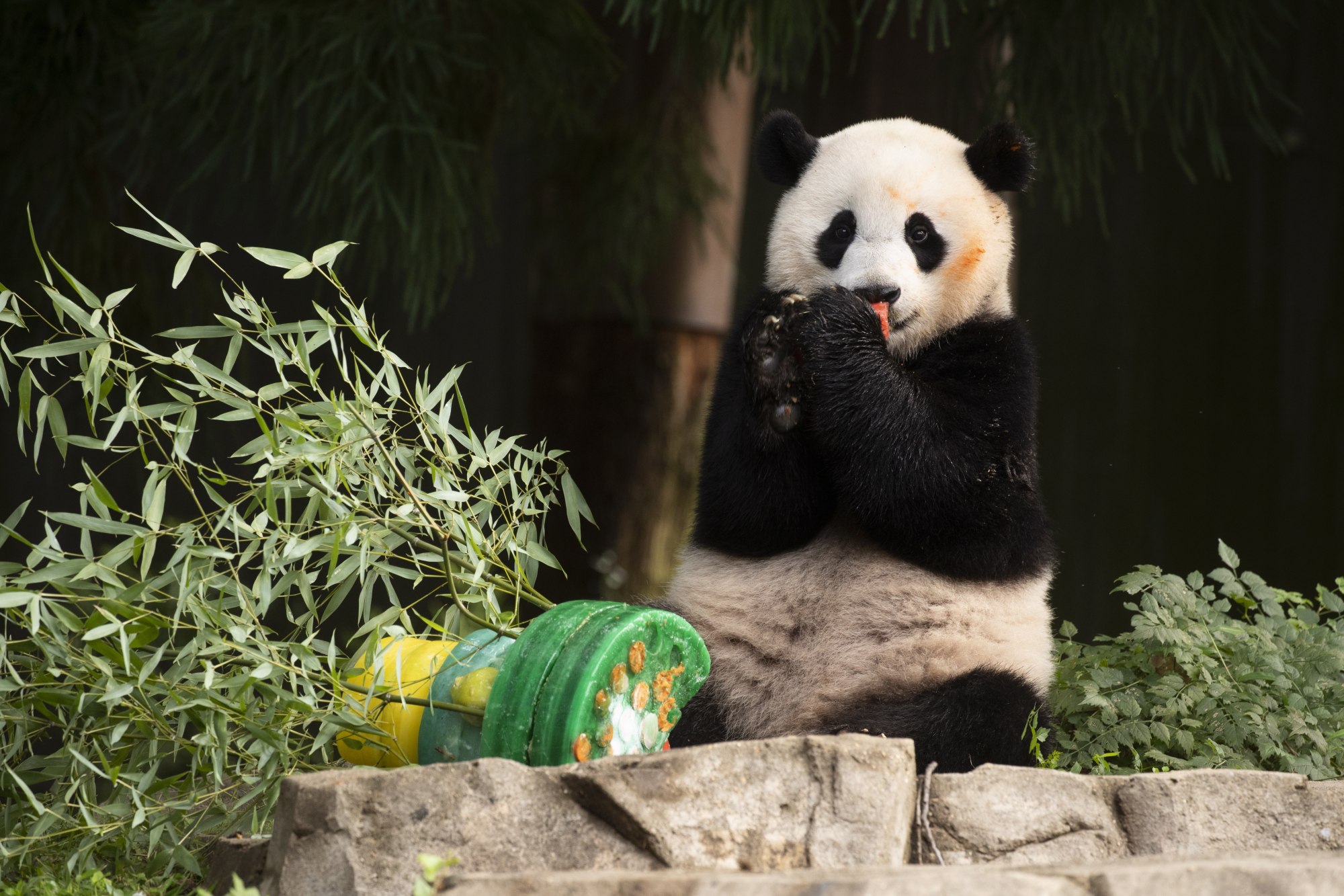 Panda diplomacy, 50 years on: the latest chapter for a safe space in US ...