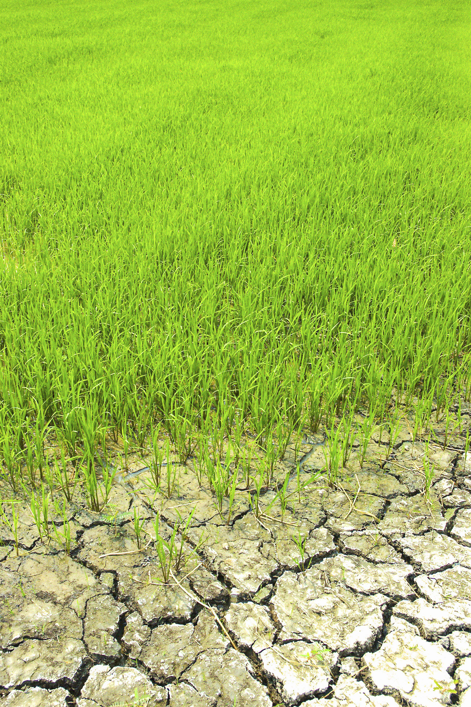 A good rice crop is the difference between feast and famine in Thailand. Photo: Ron Emmons