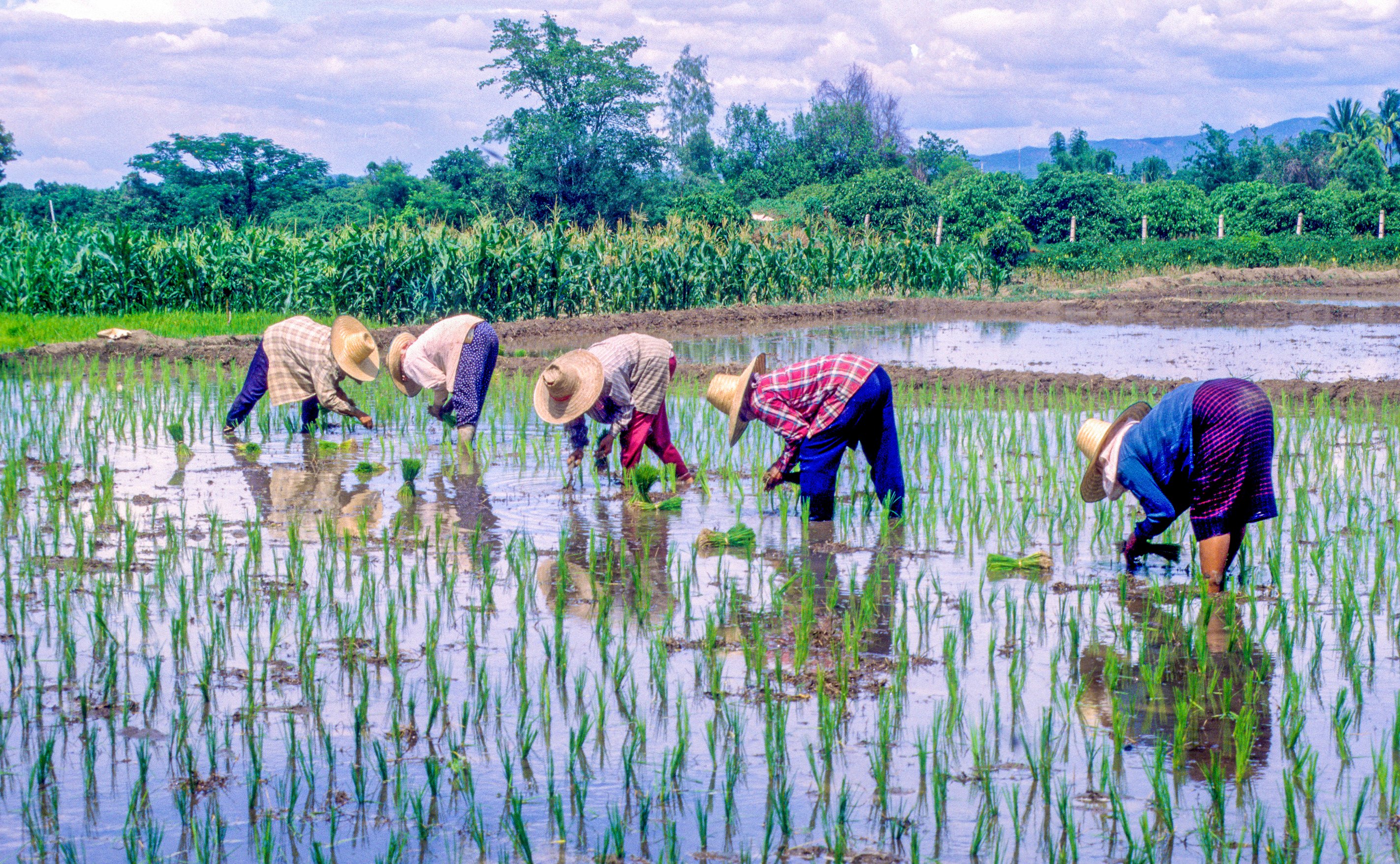 Thai rice farmers transplanting young rice shoots into a flooded paddy. Weather is central to Thai rice farmers’ lives, as they plough, plant and harvest based on the rainfall; and pray to the god of rice for a good harvest. Photo: Ron Emmons