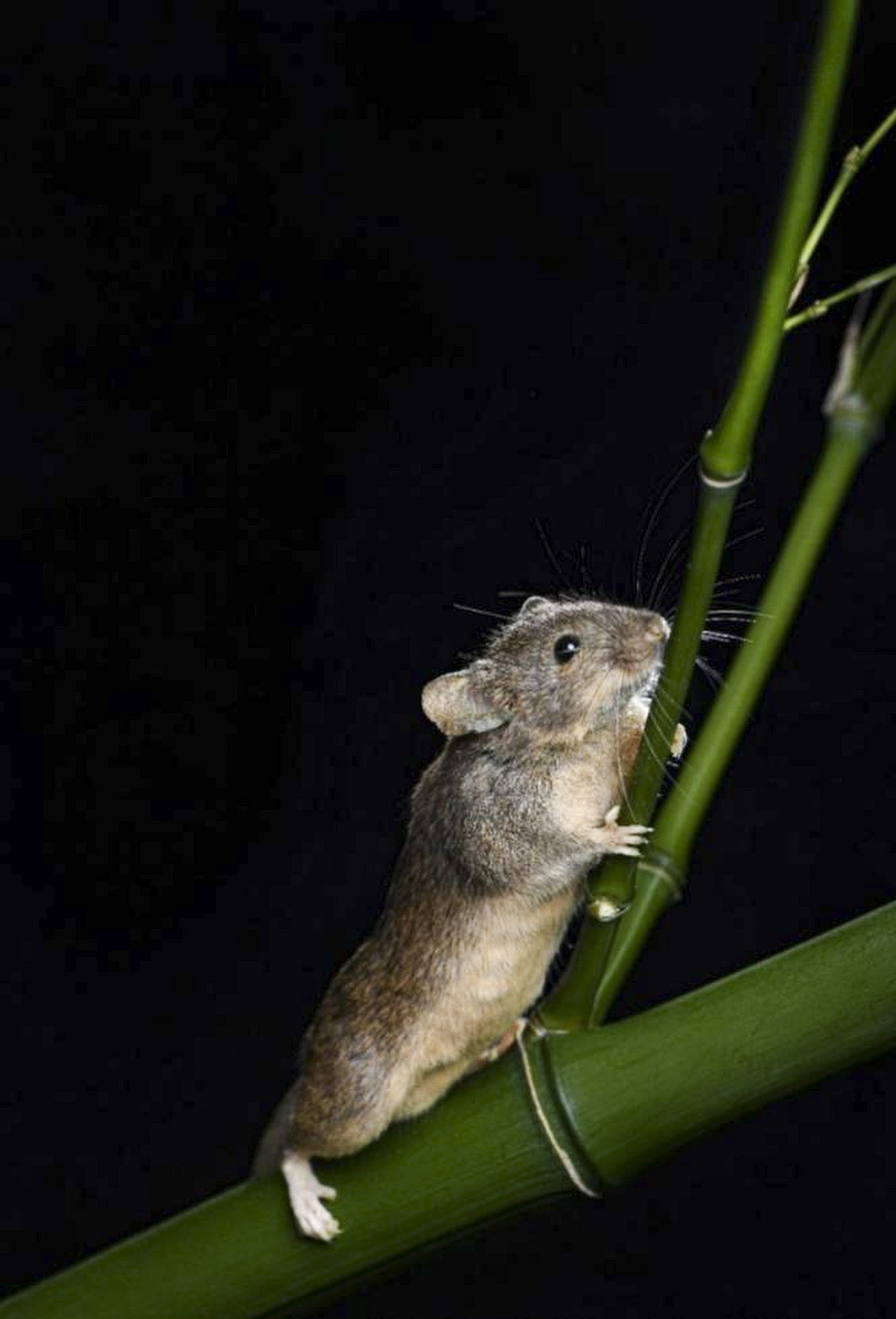 A mouse that roars: Chinese scientists create the first mammal with fully  reprogrammed genes | South China Morning Post