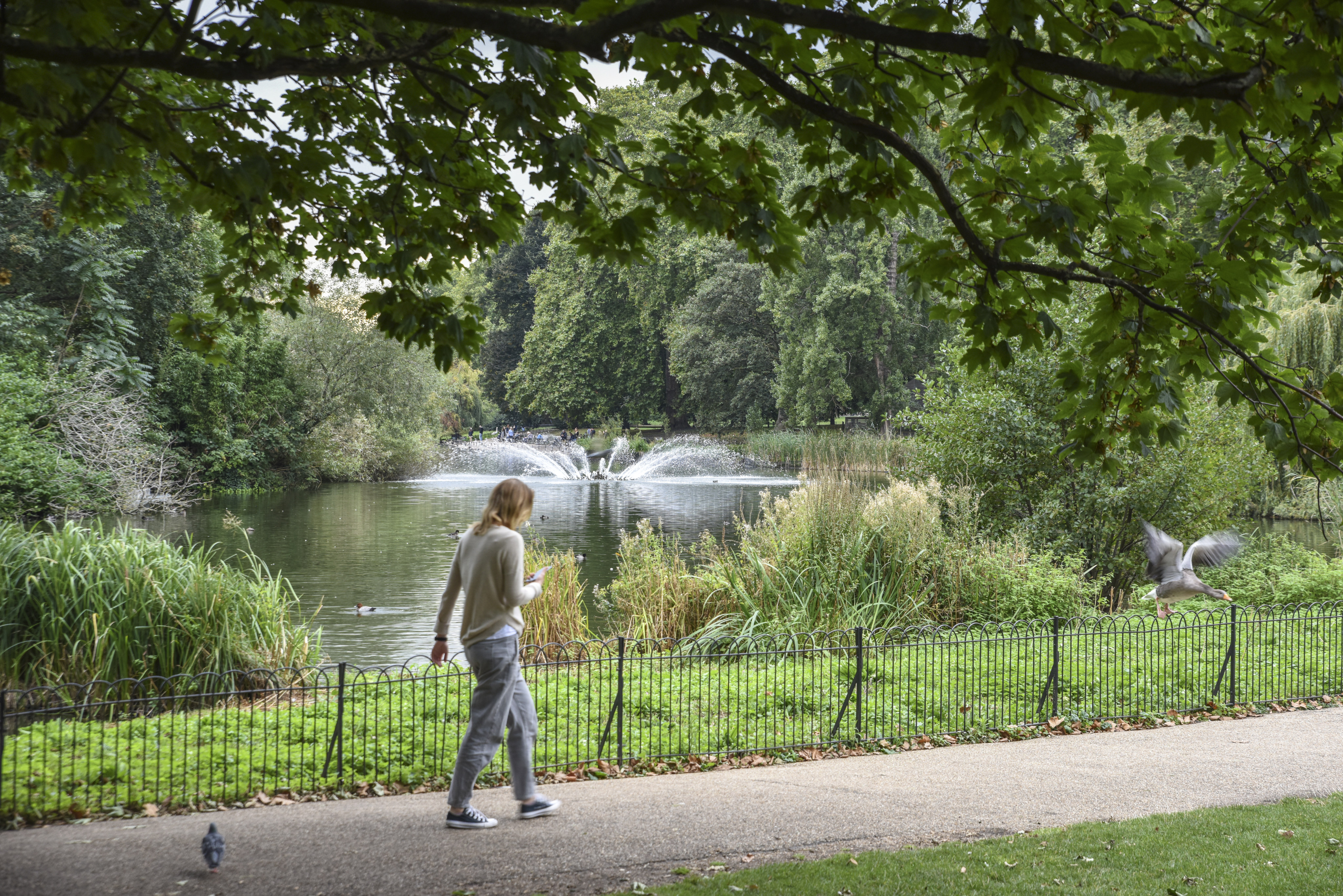 The Diana Princess of Wales Memorial Walk cuts through four of London’s eight royal parks, including St James’s Park (pictured). Photo: Ronan O’Connell