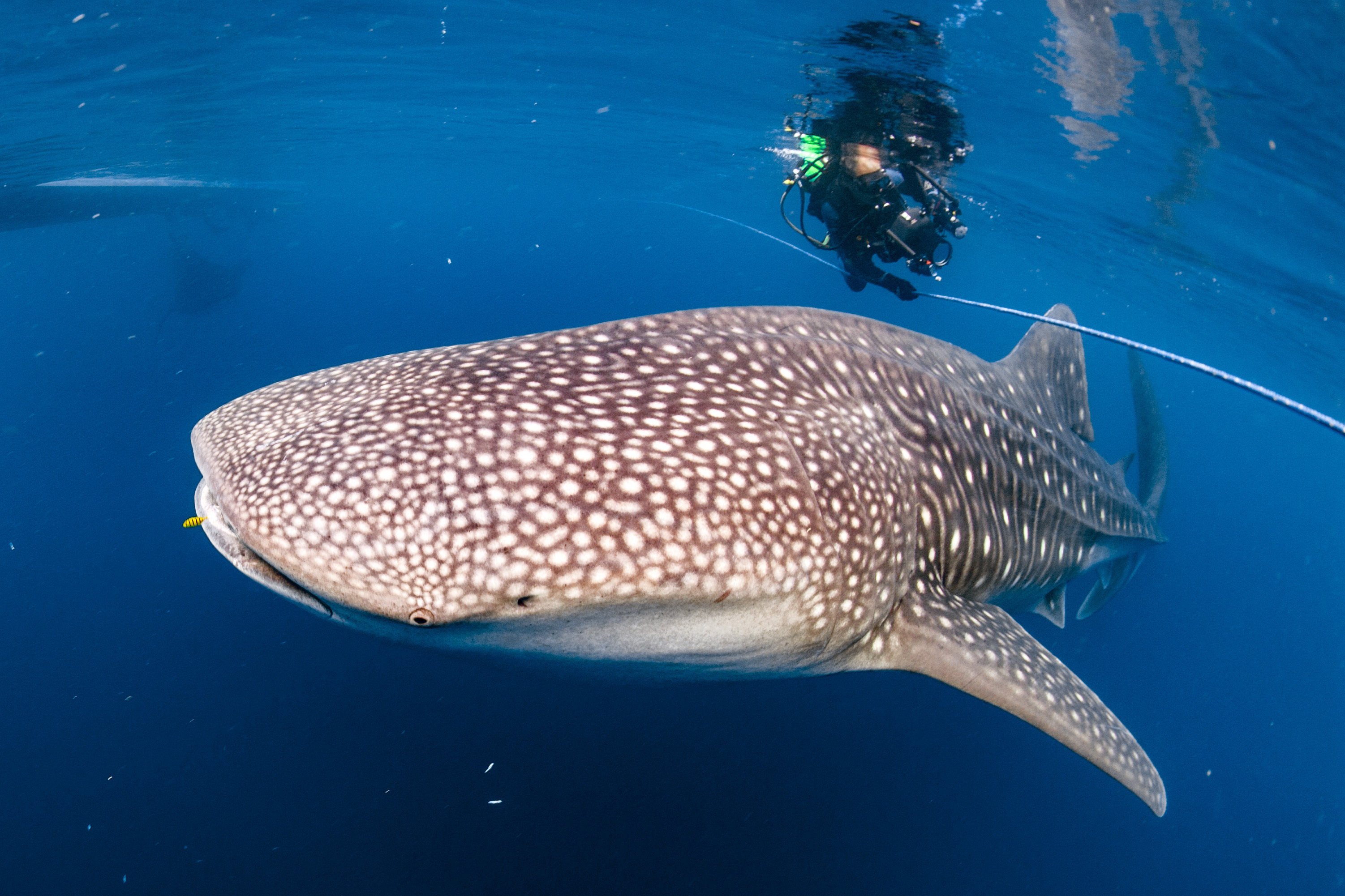 Whale sharks are found in all temperate and tropical oceans around the world, except the Mediterranean Sea, and their local-language names reveal a lot about them. Photo: Getty Images