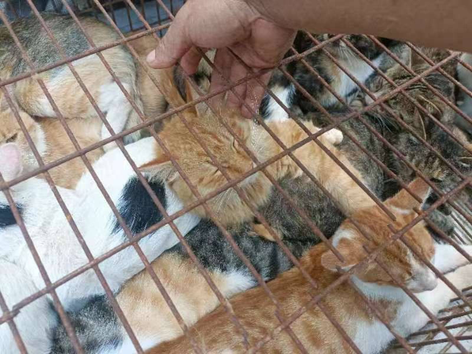 Rescuers said many of the cats were in poor physical condition and that many were crying out when they arrived. Photo: HSI