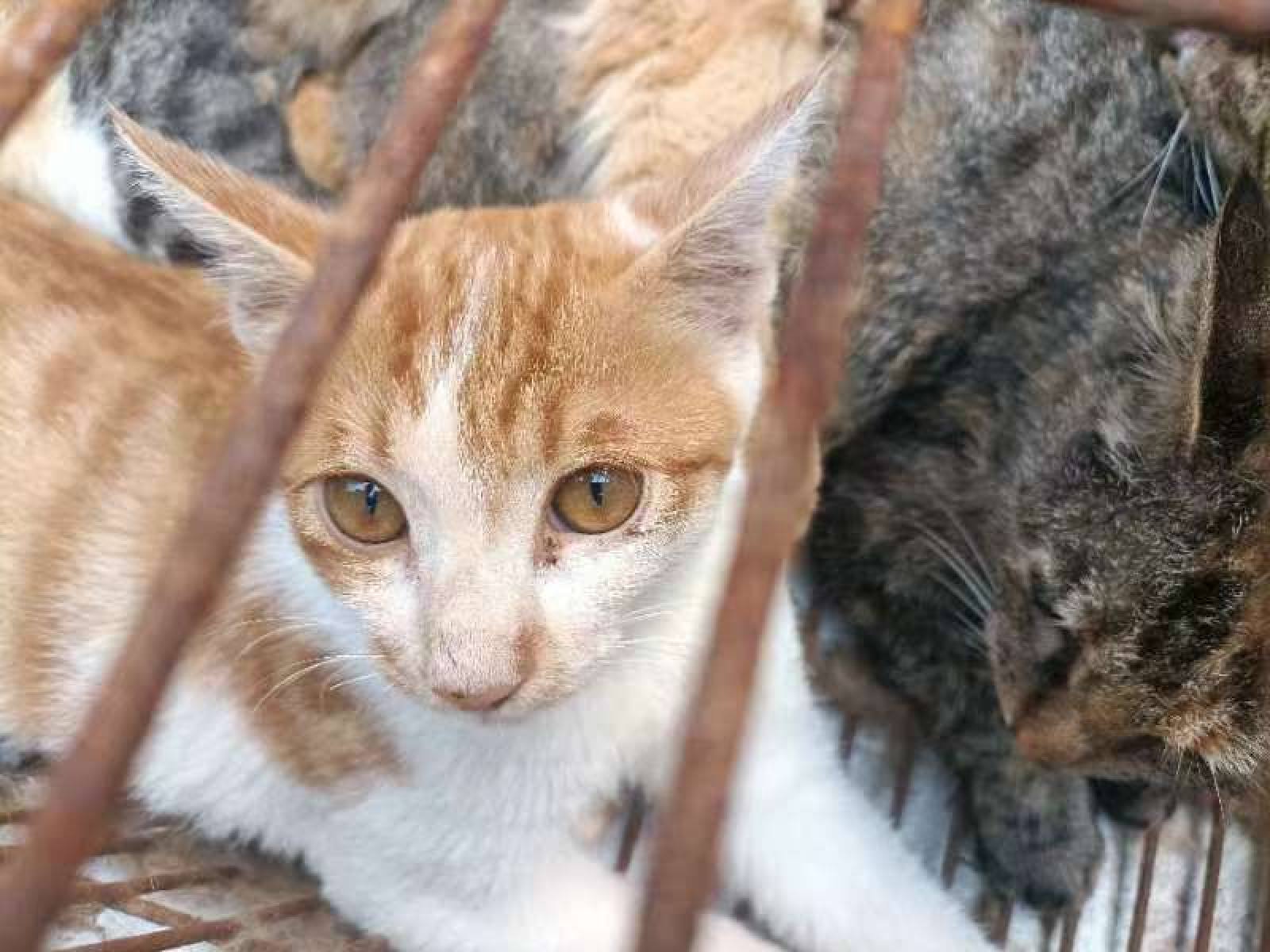 Of the 150 cats rescued, many appeared to have been pets before, said animal rights activists. Photo: HSI