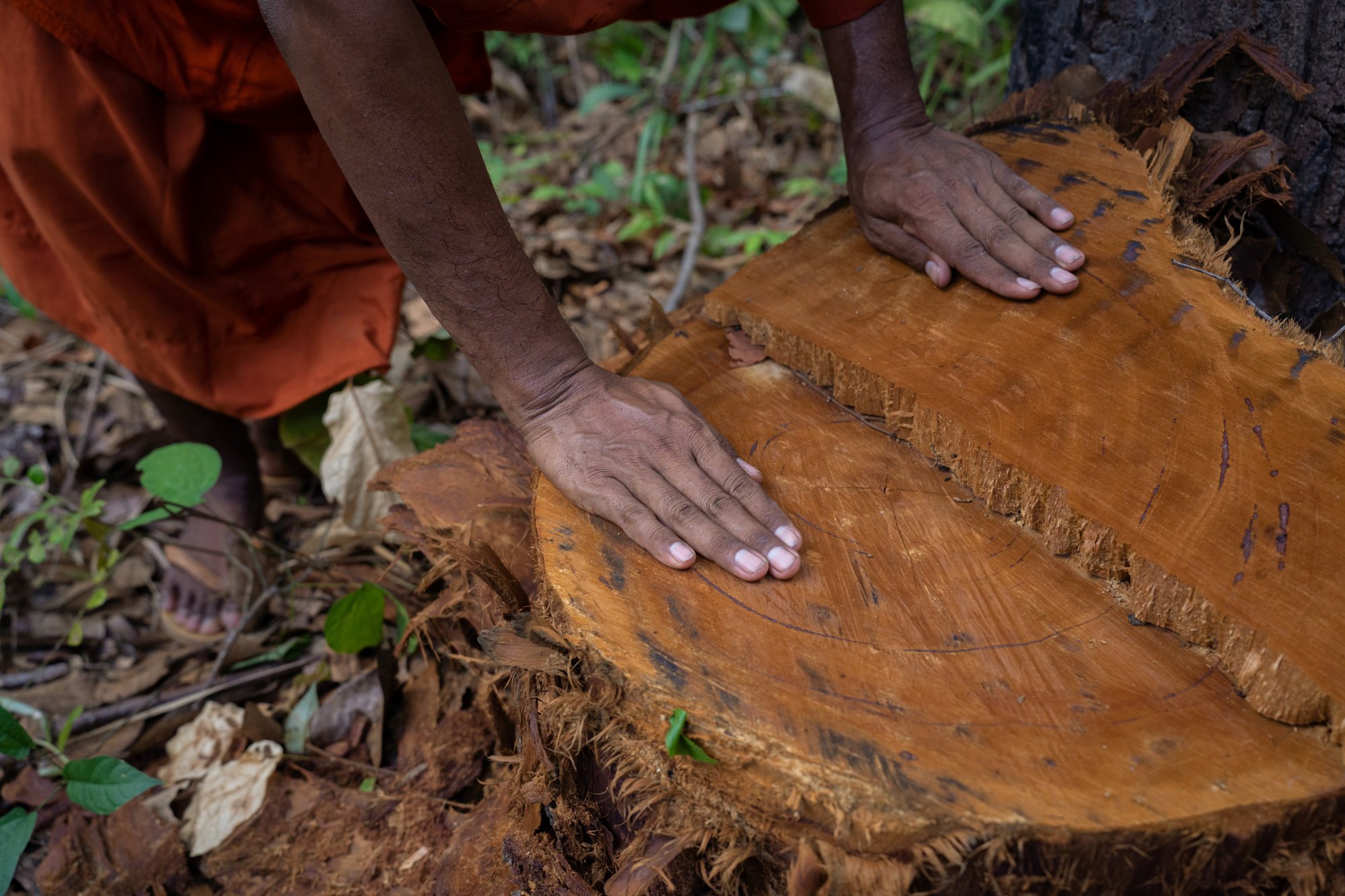 Prom Socheat lays his hands on the stump of a recently felled tree. Photo: Thomas Cristofoletti / Ruom