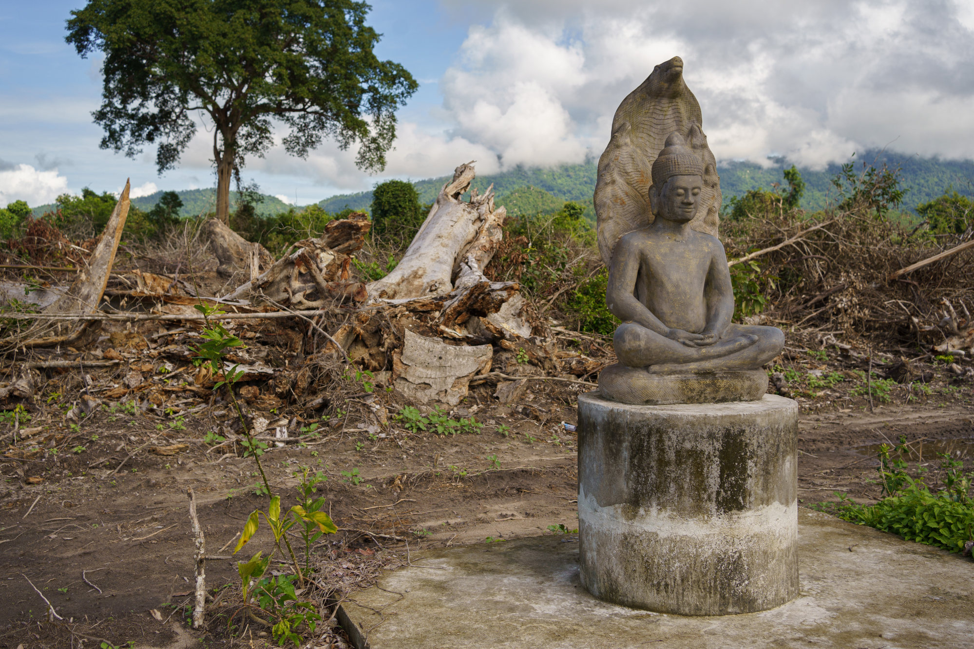 A Buddha statue in the devastated Metta forest. Photo: Thomas Cristofoletti / Ruom