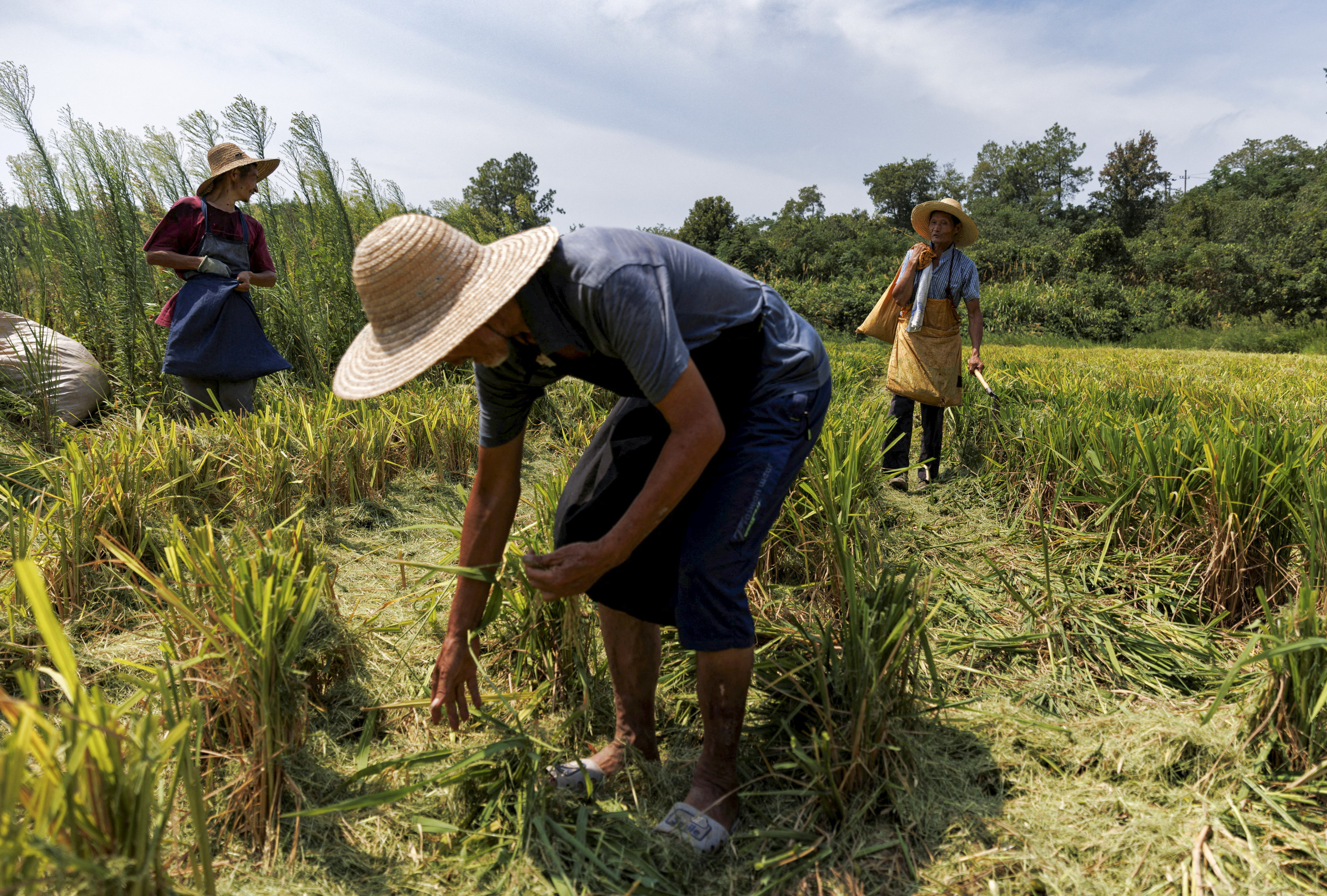 Farmers pick rice left over by a paddy harvester in the drought-hit province of Jiangxi. Photo: Reuters