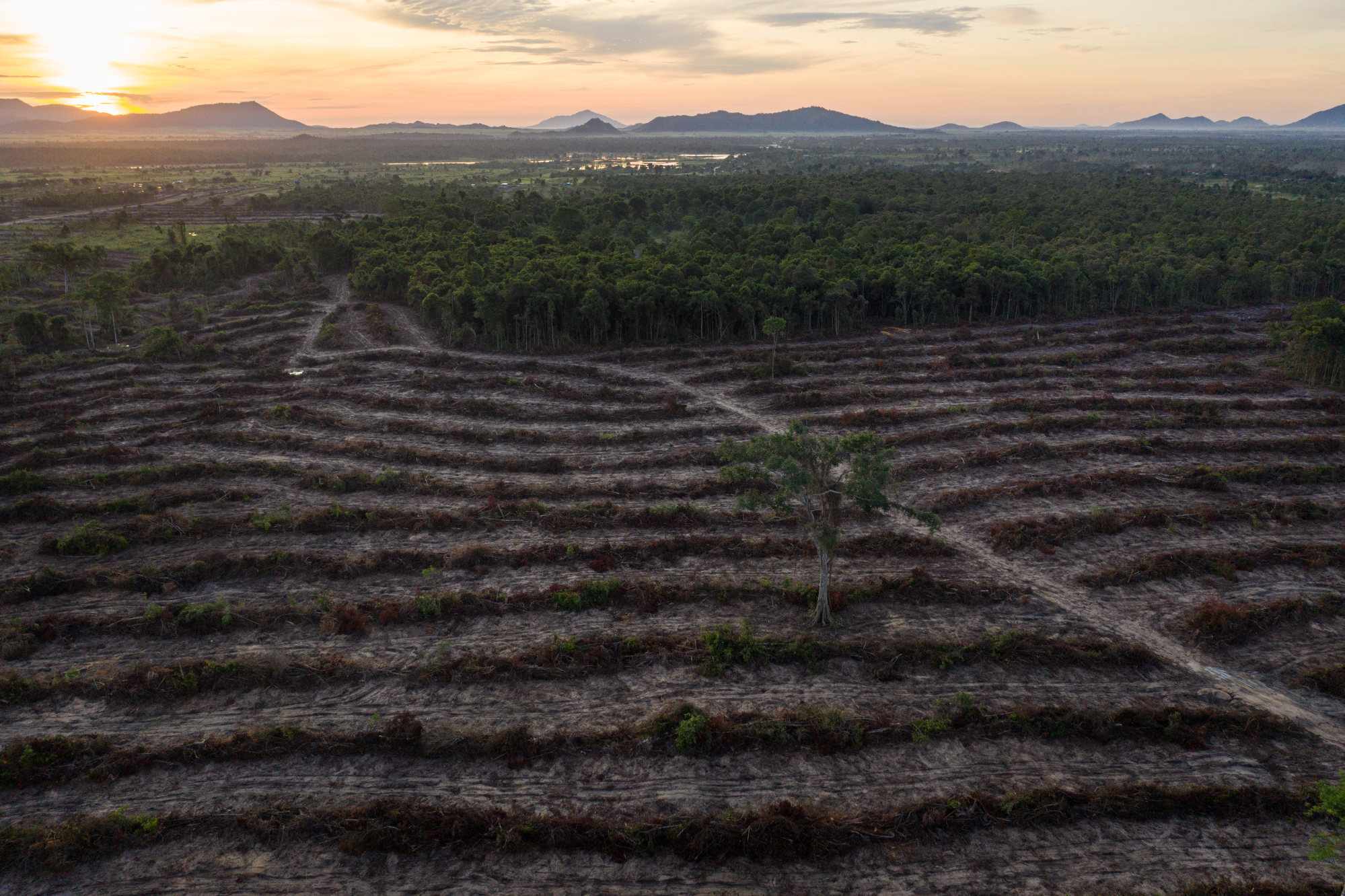 Cleared land surrounds what is left of the Metta forest. Photo: Thomas Cristofoletti / Ruom