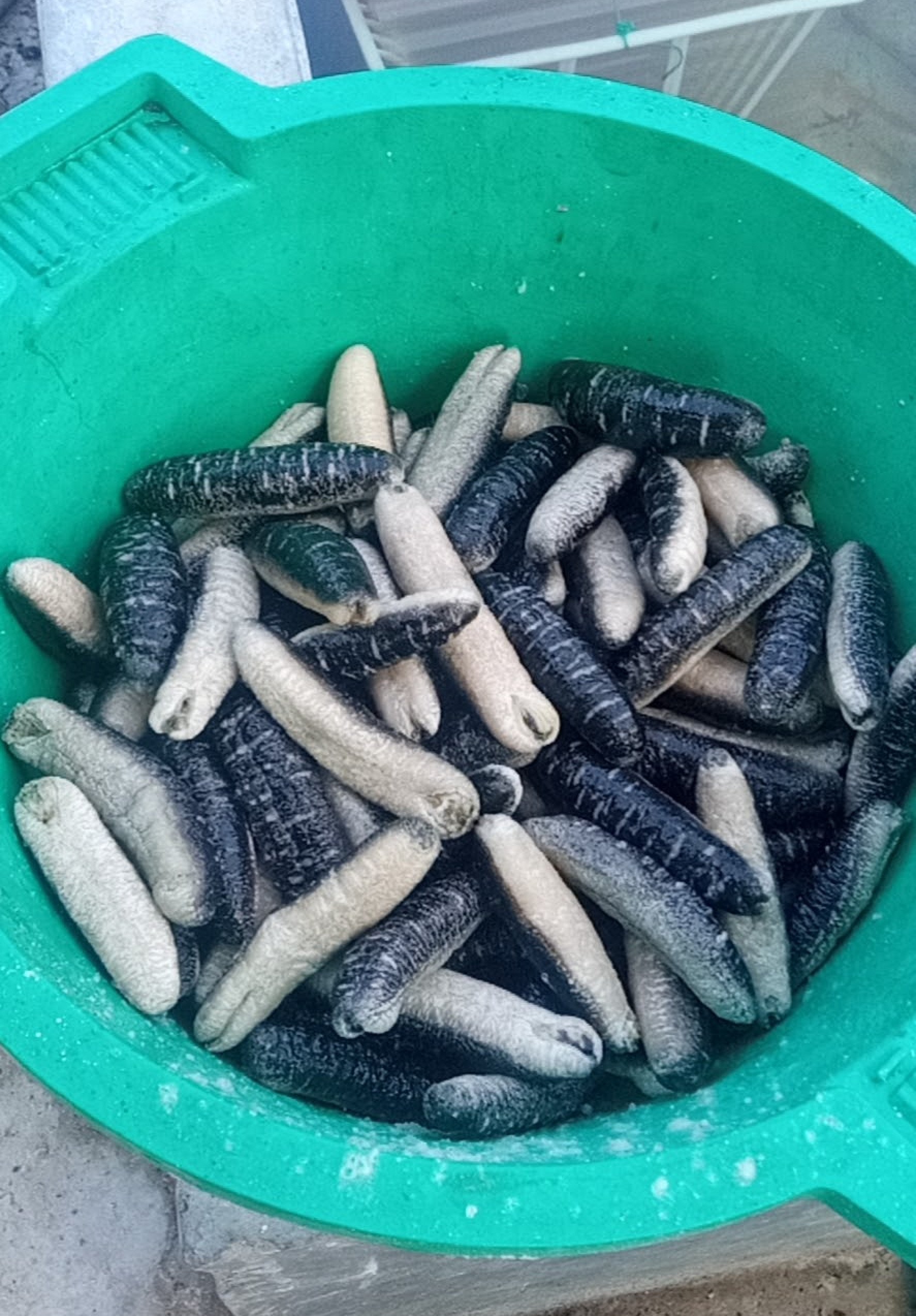 A bucket of sea cucumbers in Sri Lanka. Photo: Handout