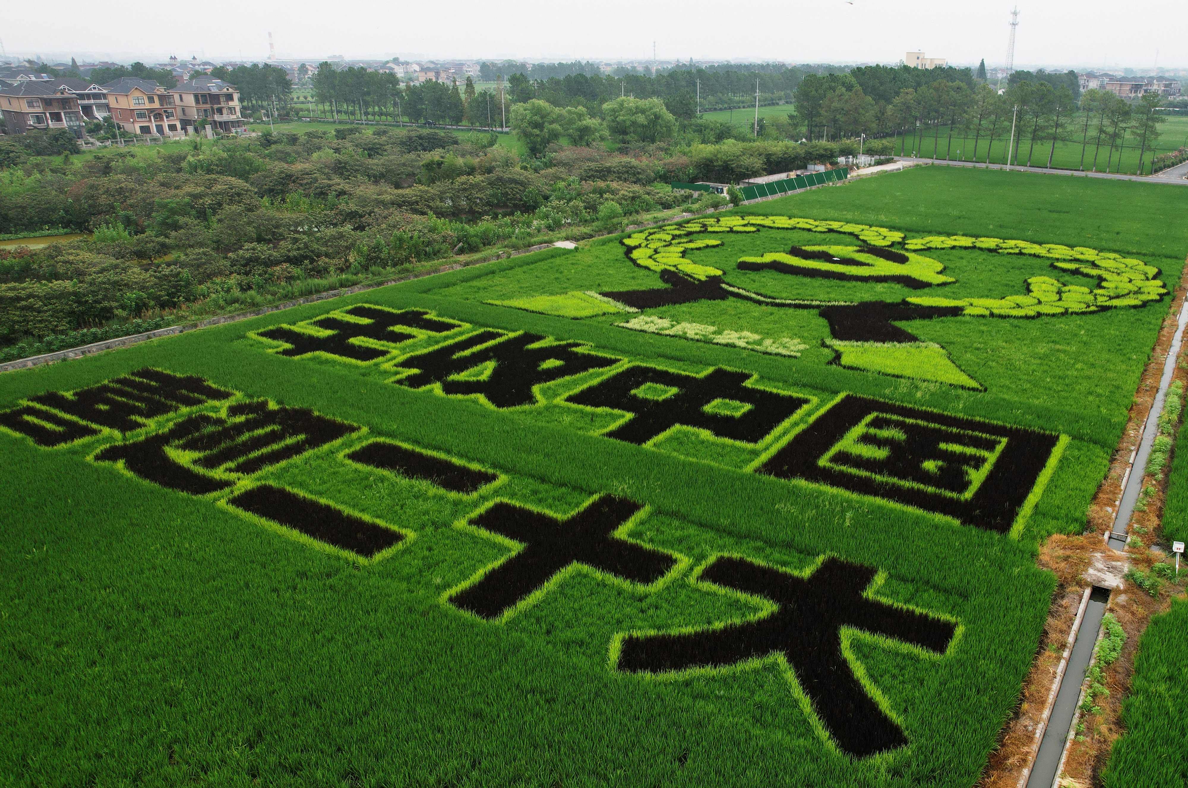 This aerial photo shows an image welcoming the 20th Communist Party Congress, created by growing different varieties of rice, in Hangzhou. State-run media has been proclaiming loyalty to the party ahead of the mid-October event. Photo: AFP 