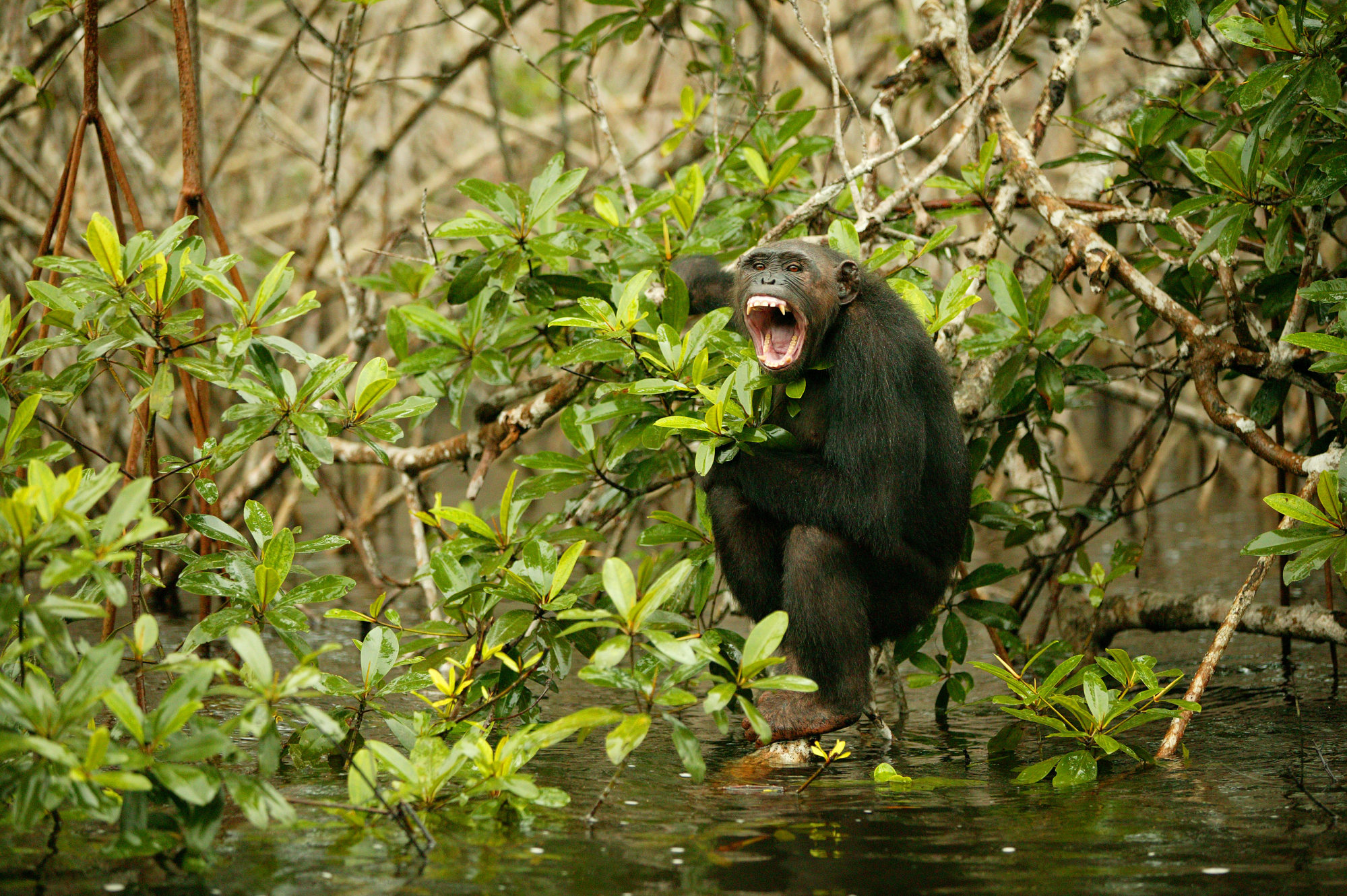 How to be happier by learning from animals – live in the moment, don’t