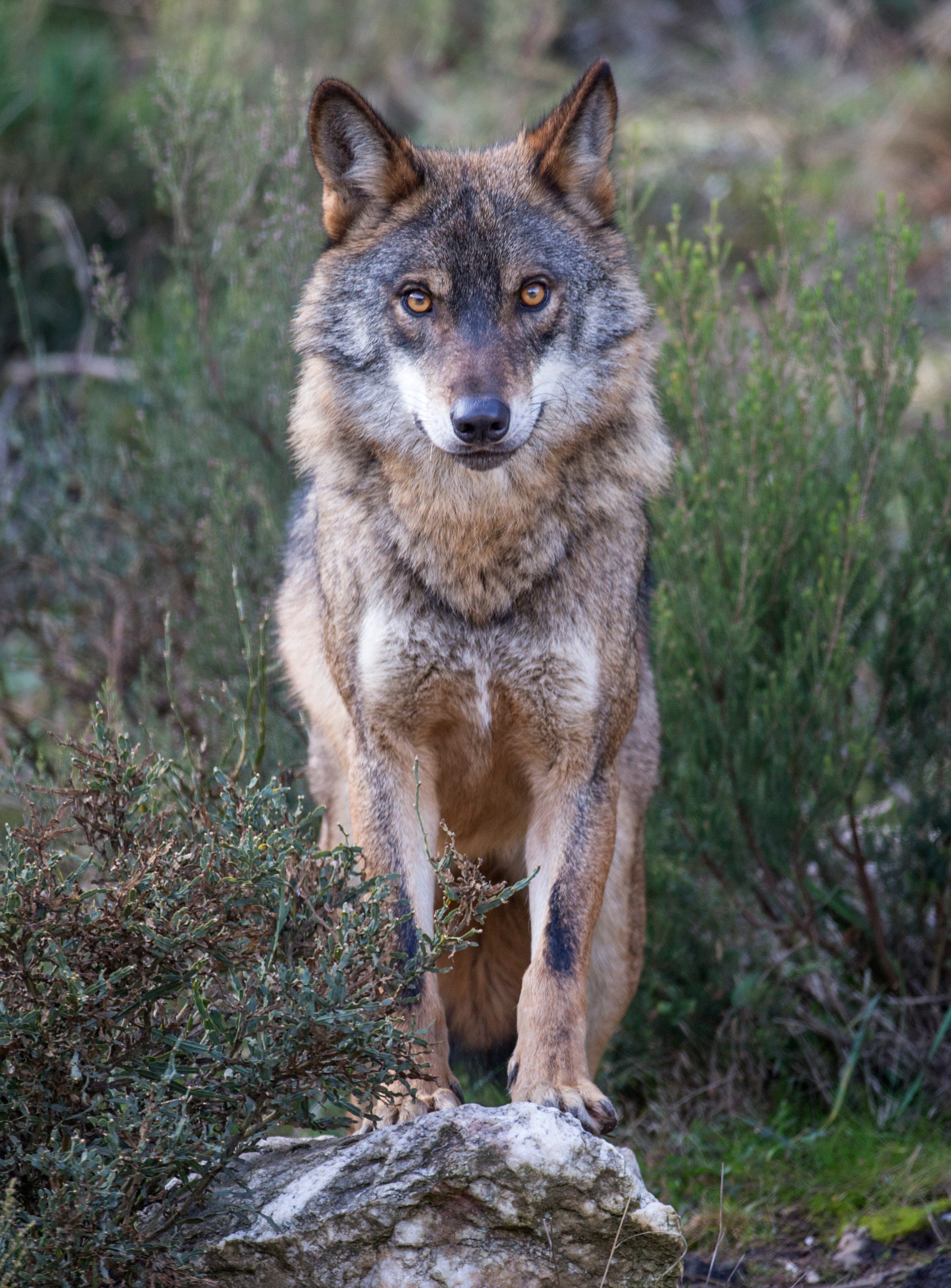 An Iberian wolf, the top predator in Portugal’s Greater Côa Valley and the focus of ongoing human-wildlife coexistence efforts that could boost the area’s nature-tourism income. Photo: Daniel Allen