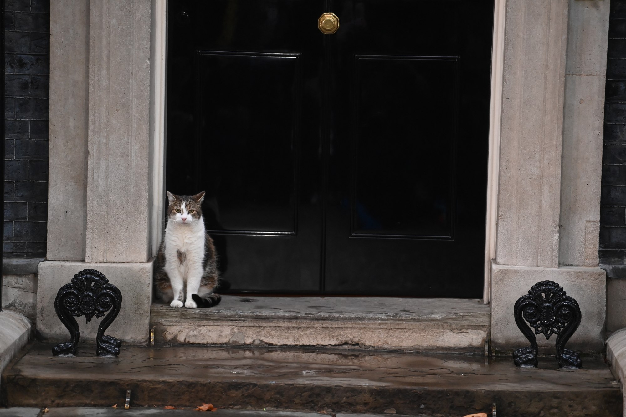 Truss’ family will join Larry the Downing Street cat, already a resident. Photo: EPA-EFE