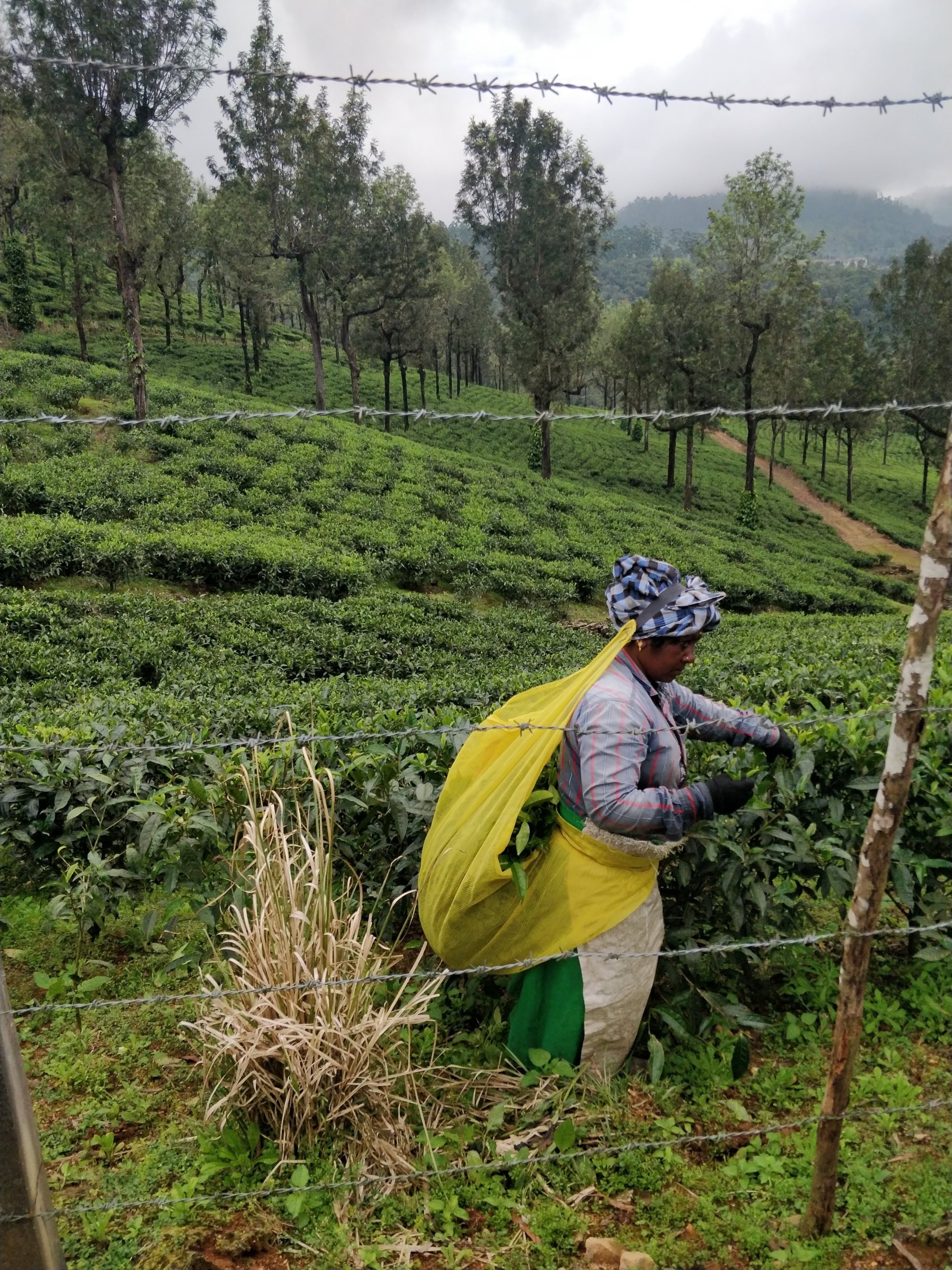 A tea picker at Sinna Dorai’s Bungalow. Photo: Kalpana Sunder