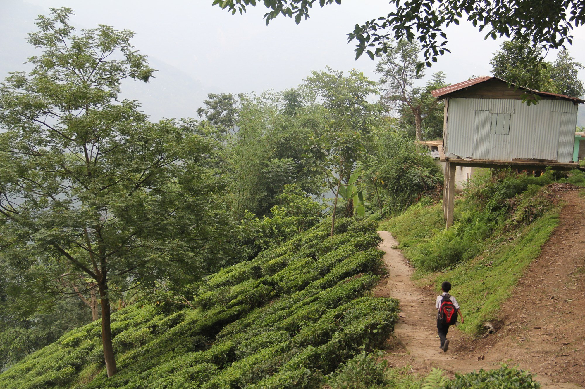 The grounds at the Glenburn Tea Estate. Photo: Kalpana Sunder