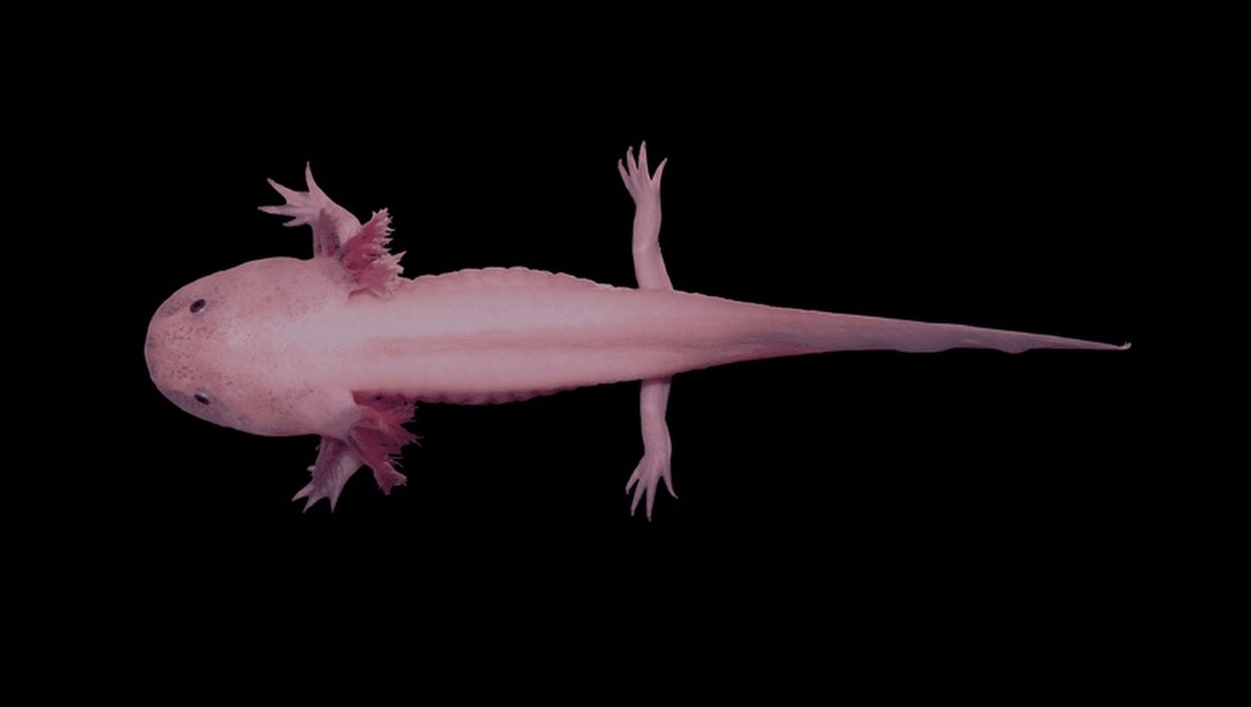 Chinese scientists find axolotl's ability to regenerate after injury may  hold key to human brain health | South China Morning Post