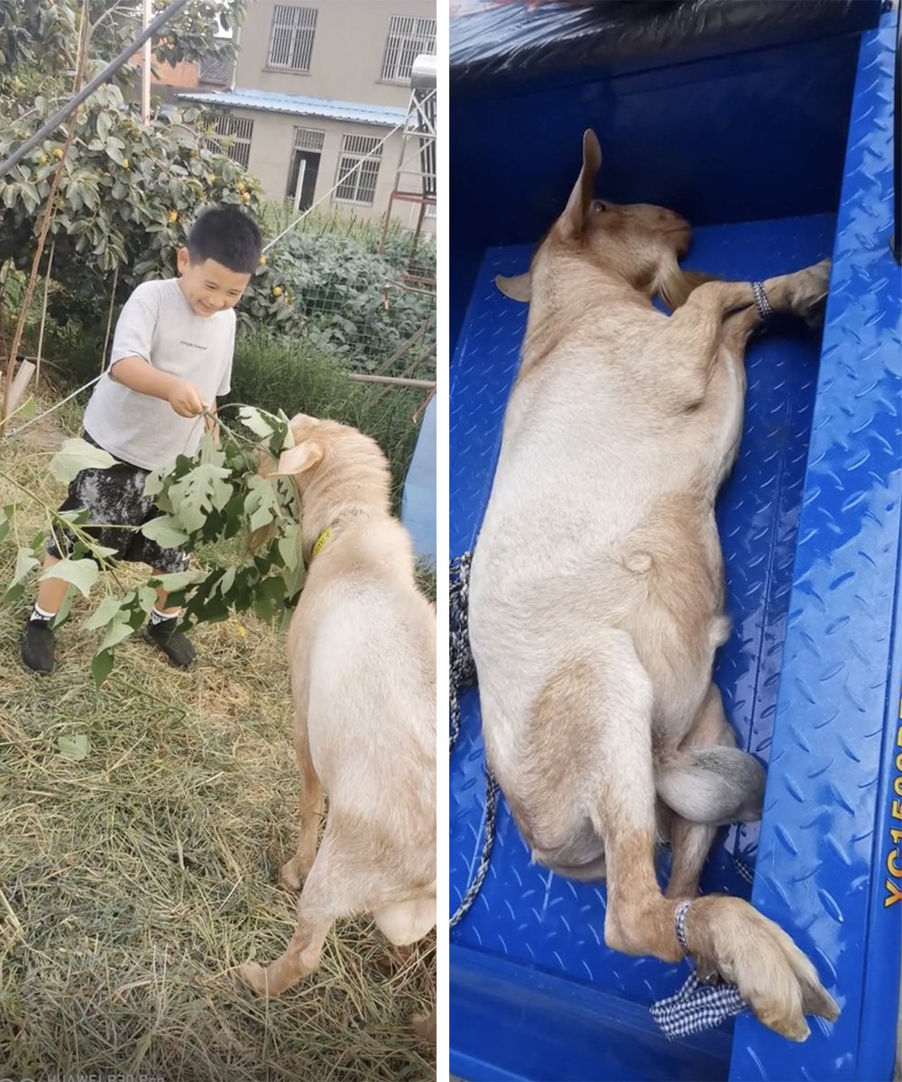 A boy [left] went viral in China after he convinced his parents to save a sheep they had been planning to slaughter. Photo: SCMP composite