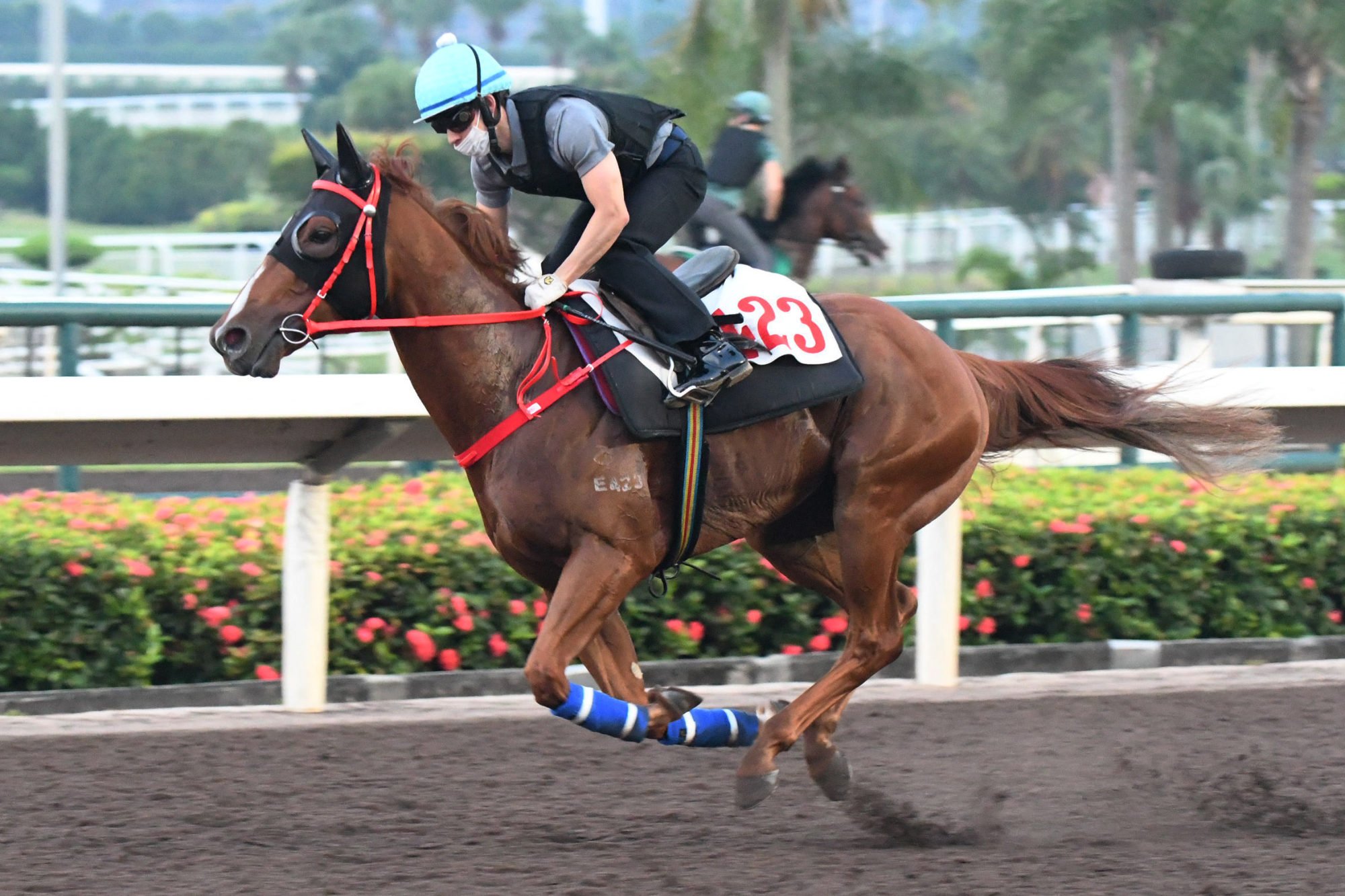 Five Elements gallops at Sha Tin.