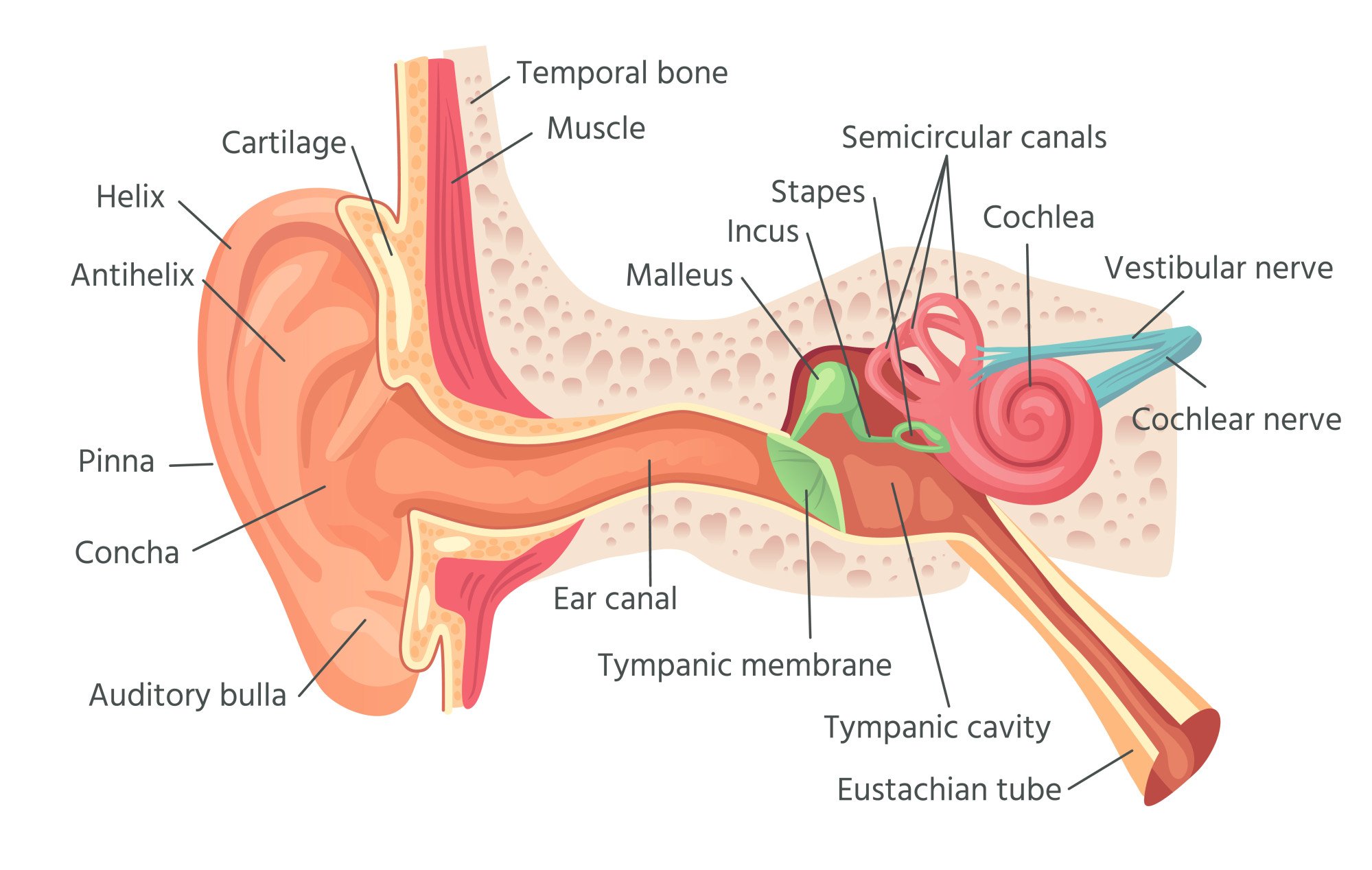 Anatomy of the human ear. Photo: Shutterstock